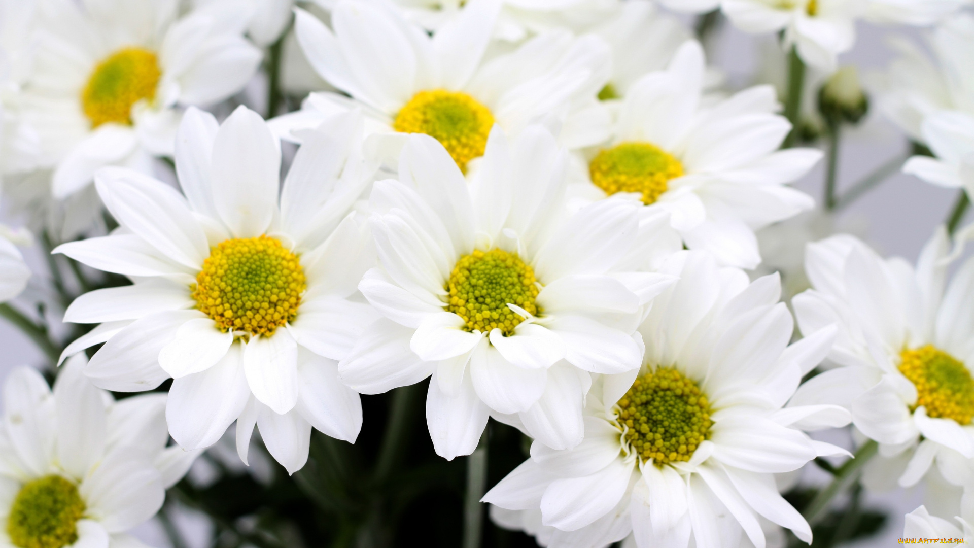 цветы, хризантемы, белый, лепестки