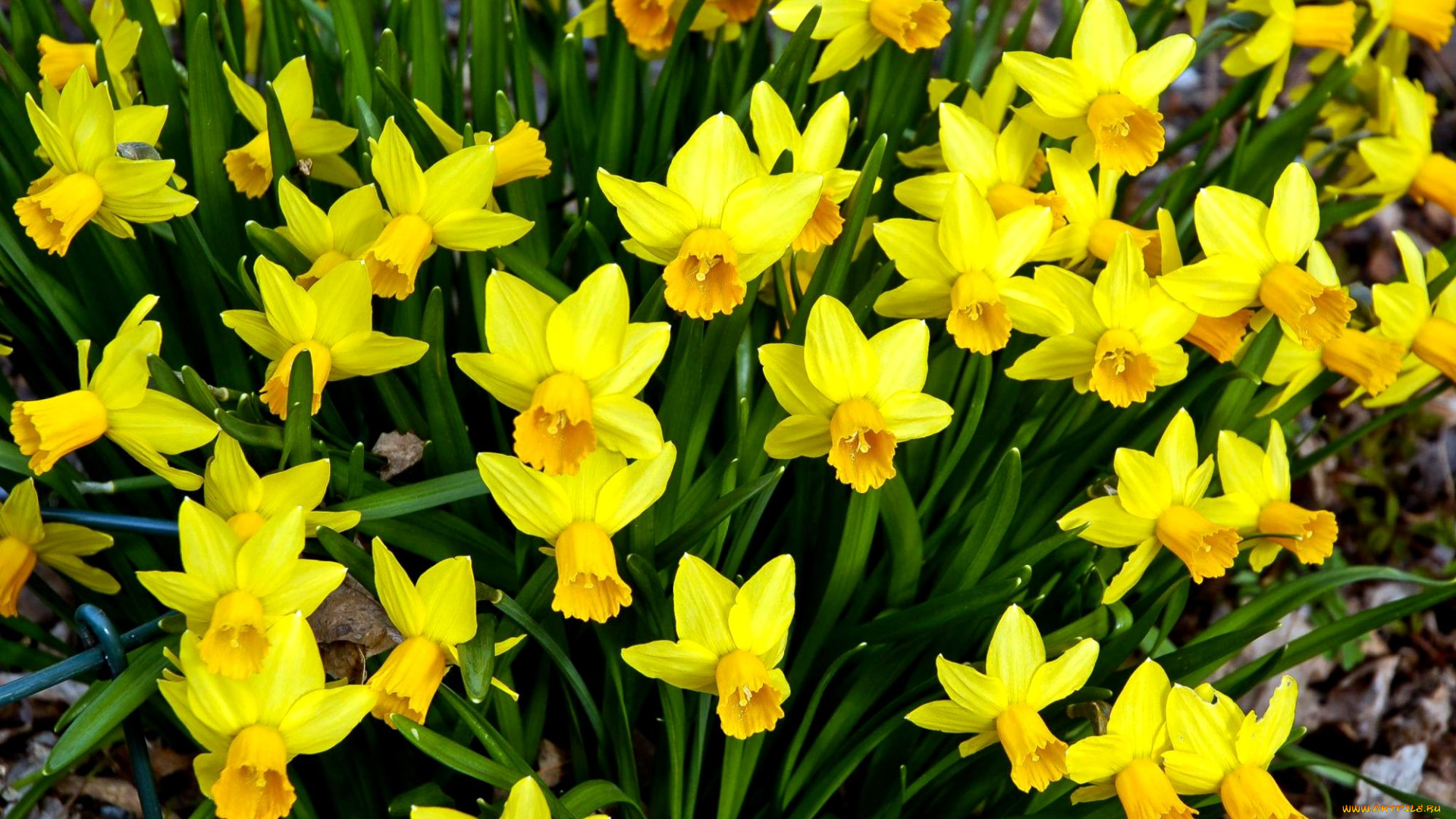 цветы, нарциссы, много, желтый
