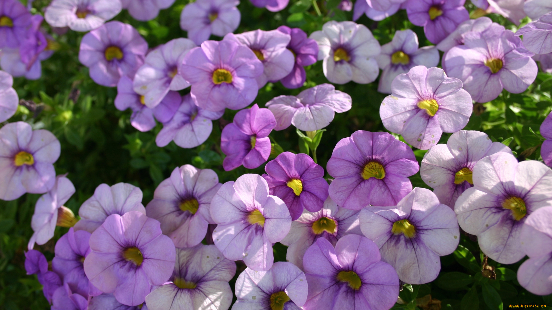 цветы, петунии, калибрахоа, сиреневый