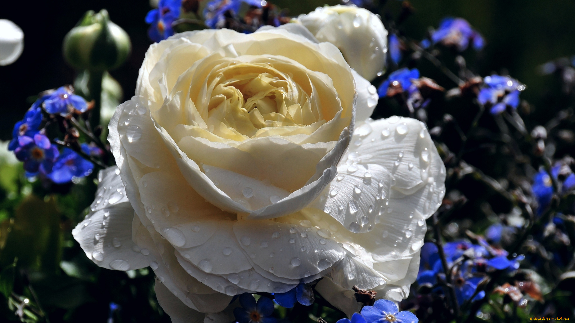 цветы, разные, вместе, незабудки, капли, ранункулюс