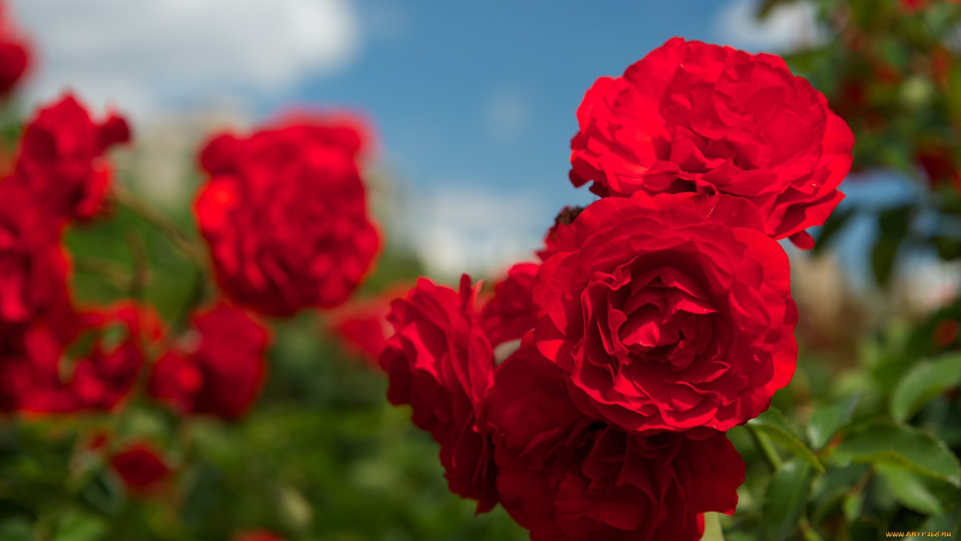 цветы, розы, красный