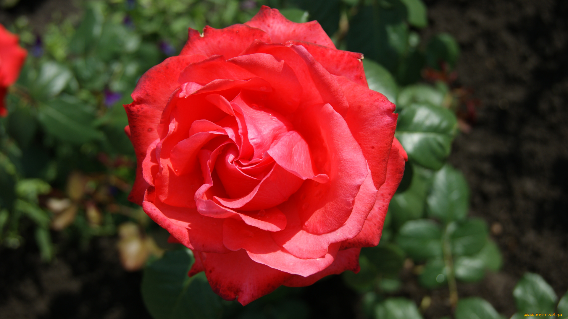 цветы, розы, зеленый, фон, цветок