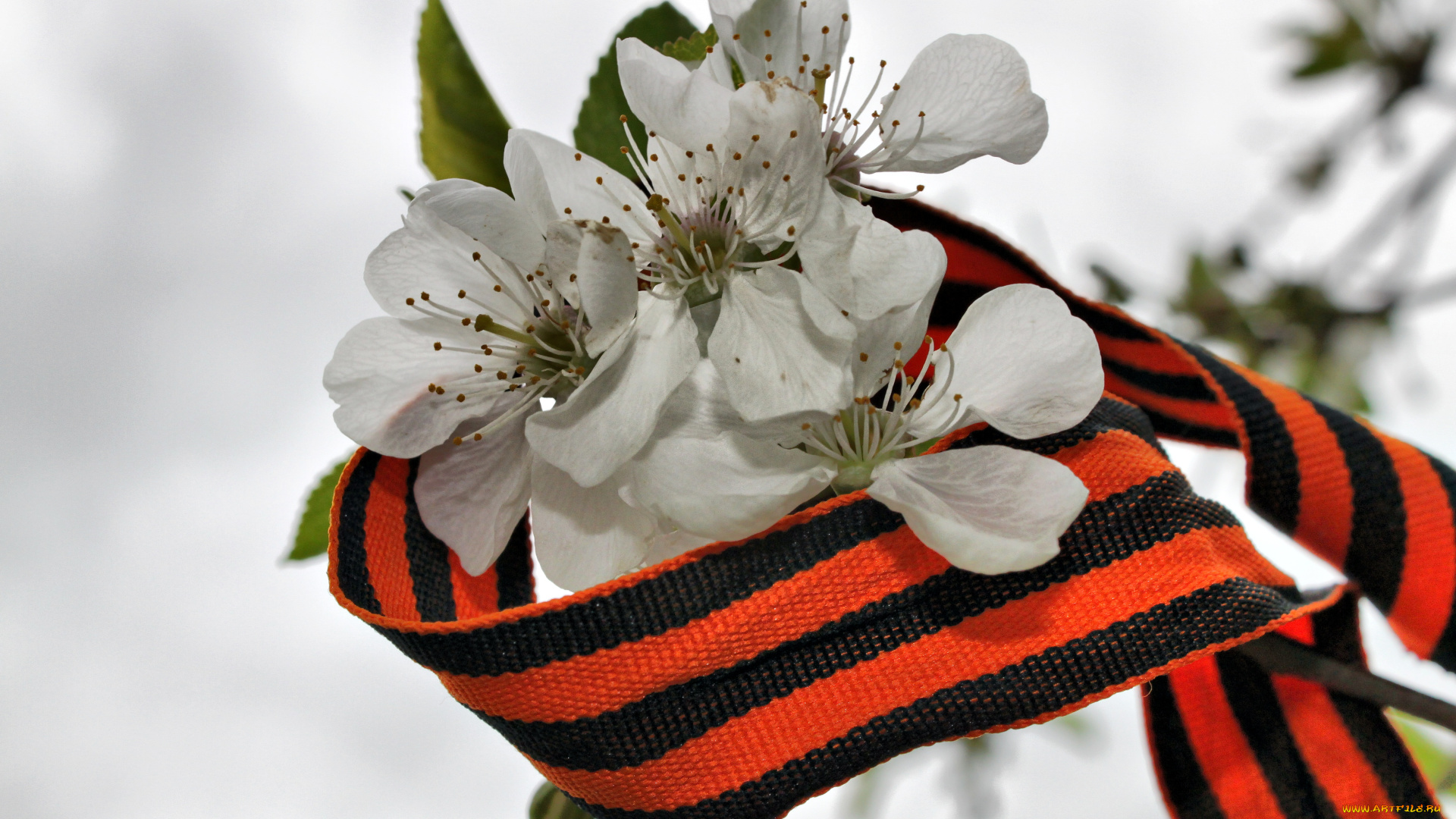 праздничные, день, победы, георгиевская, лента