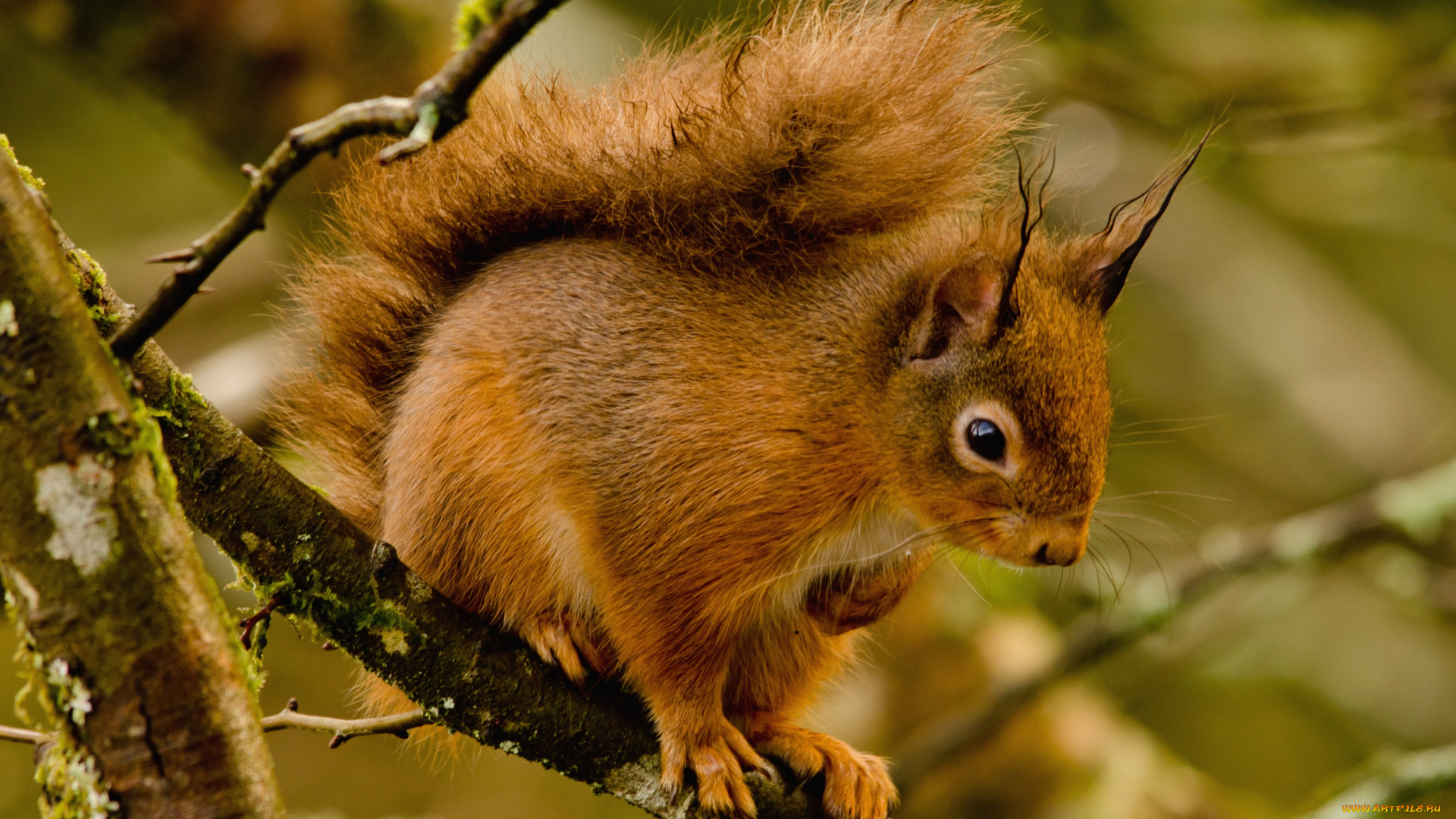 животные, белки, рыжая, хвост