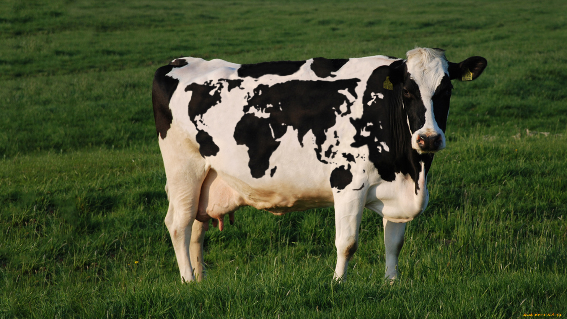 животные, коровы, буйволы, green, world, cow, grass