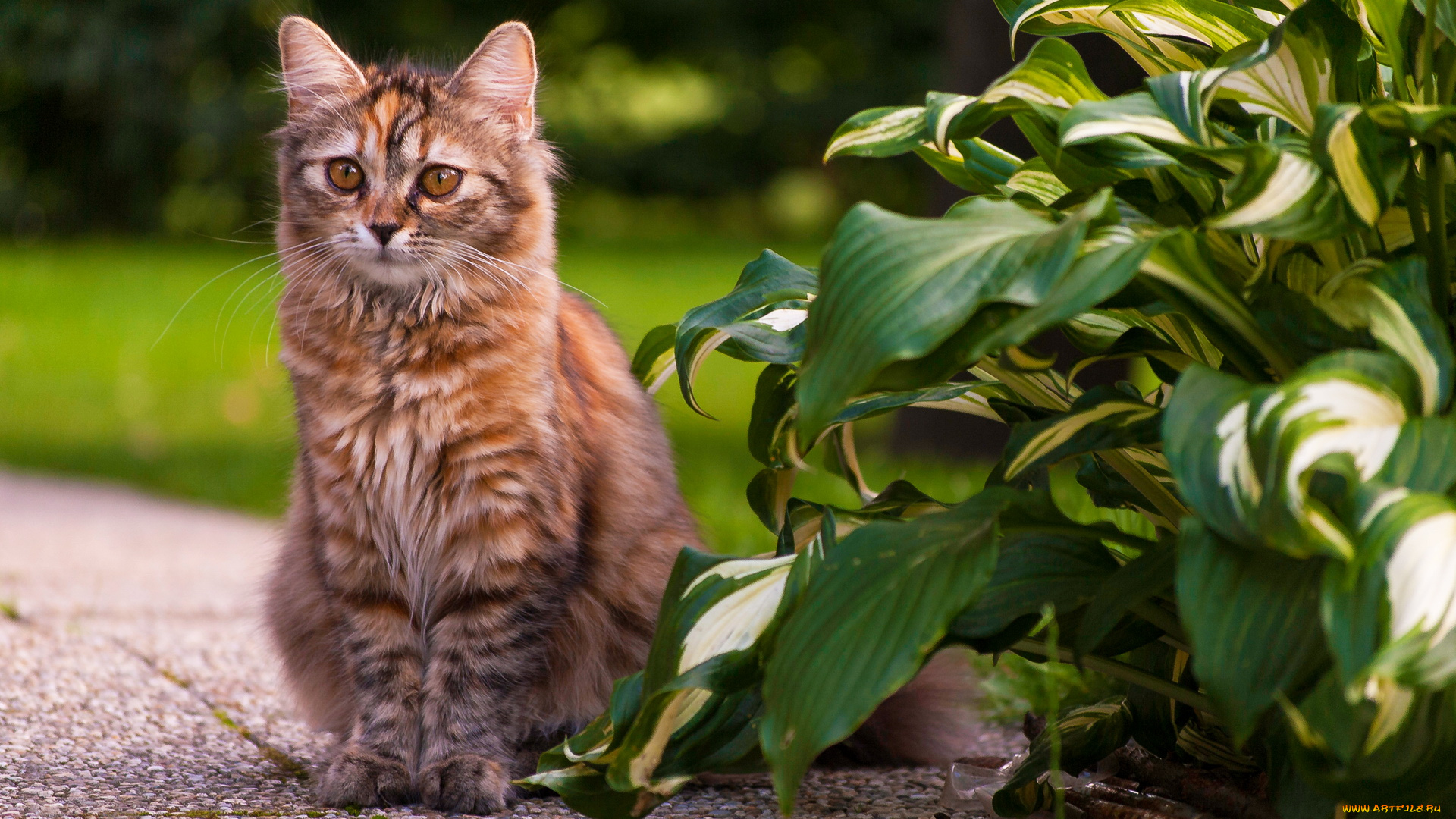 животные, коты, кот