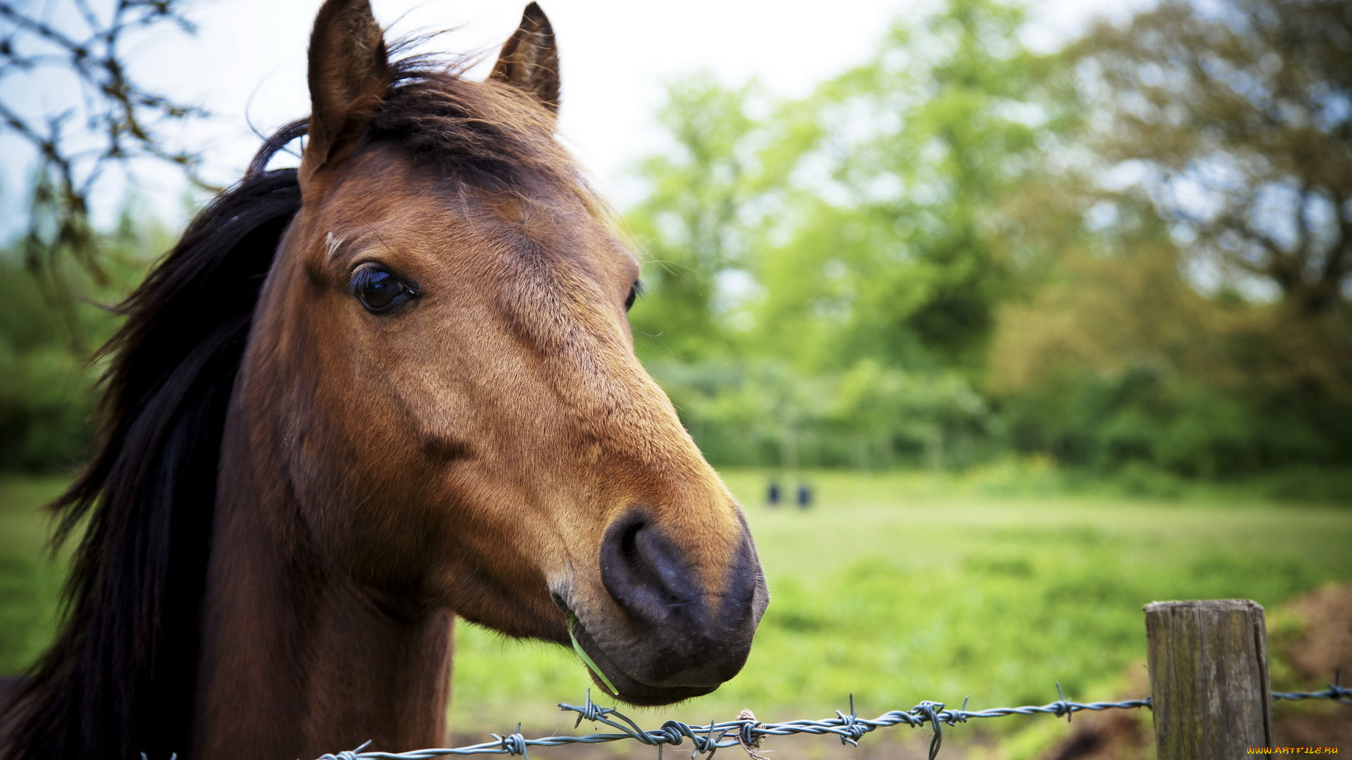 животные, лошади, конь, природа, фон