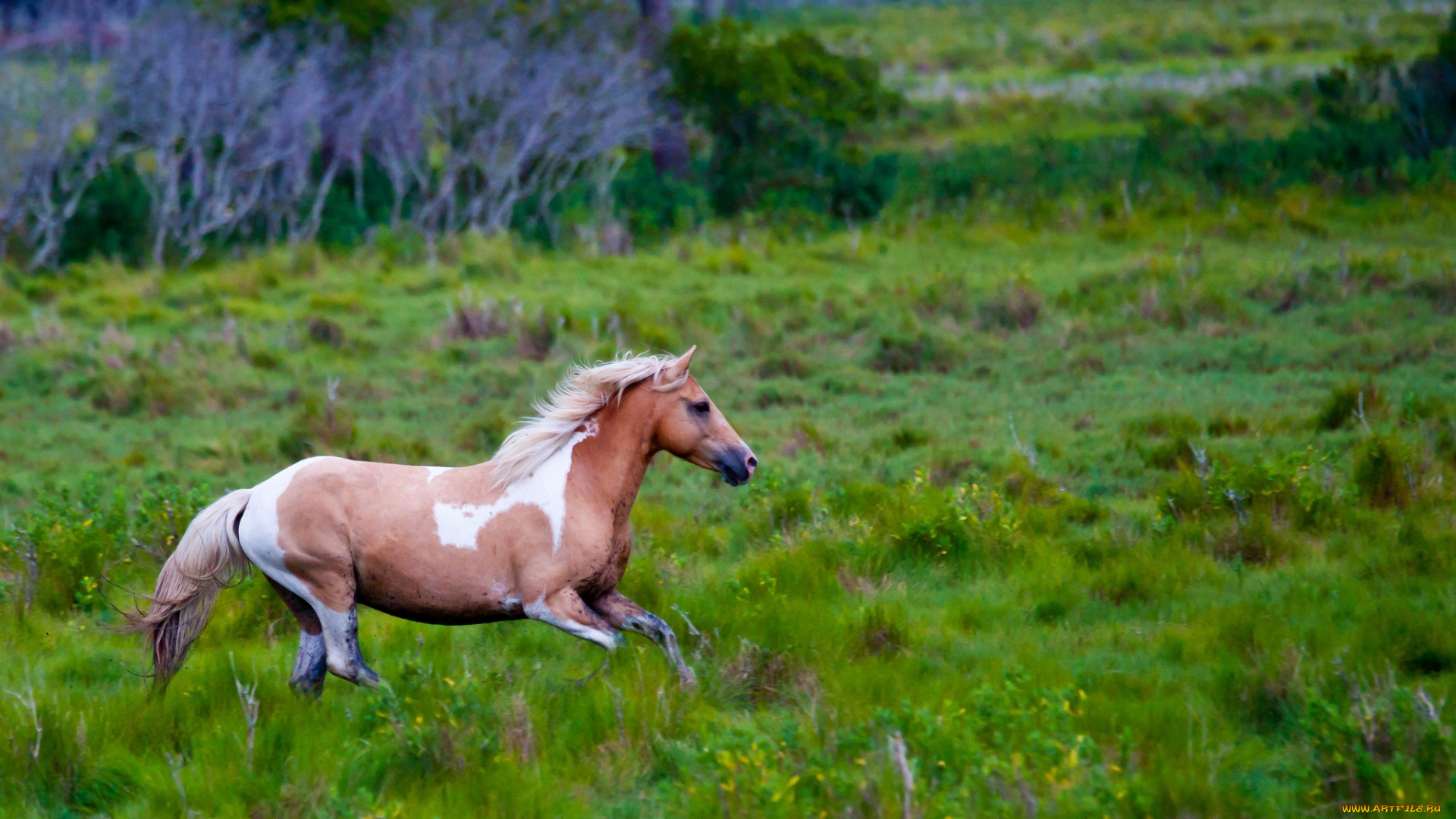 животные, лошади, луг, грива, бег