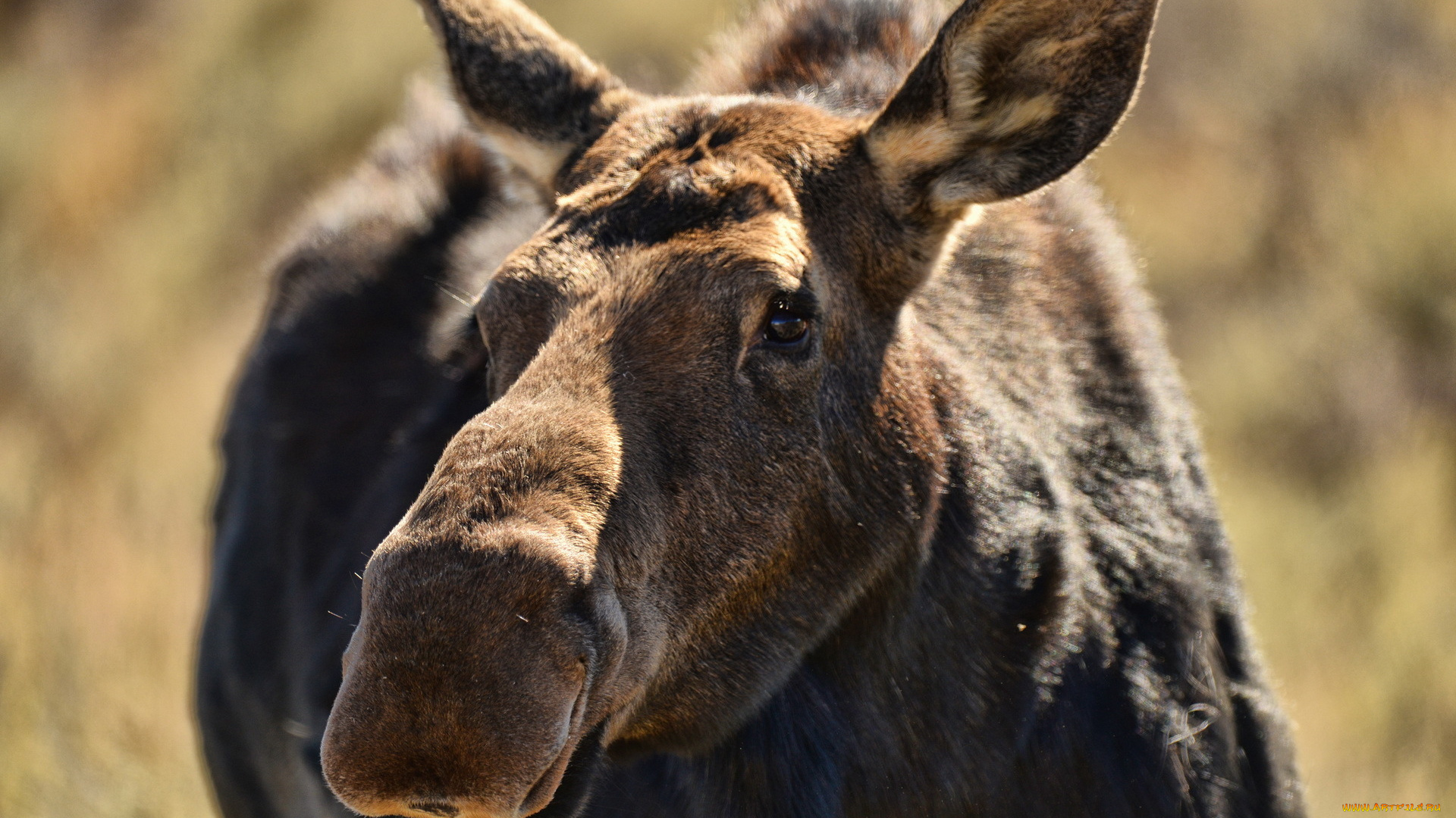 животные, лоси, макро, морда, лось