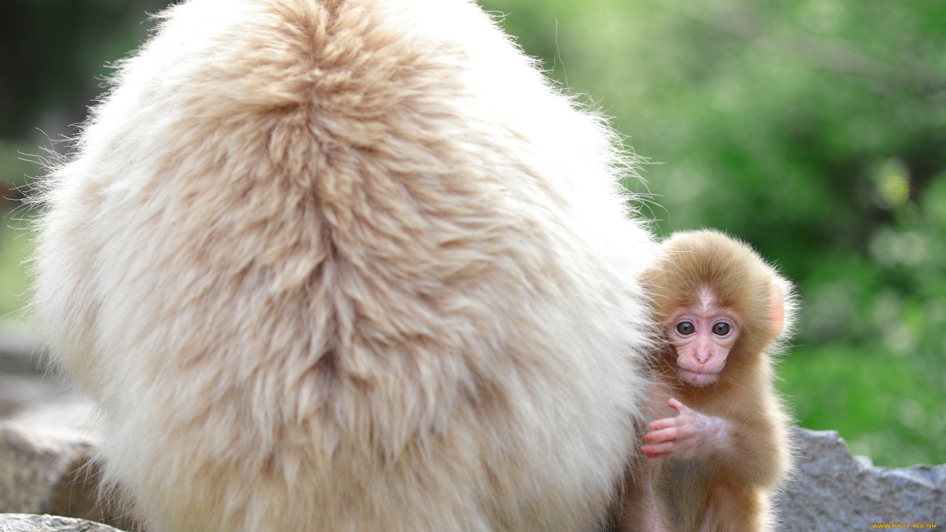 животные, обезьяны, малыш, мама, спина, милый