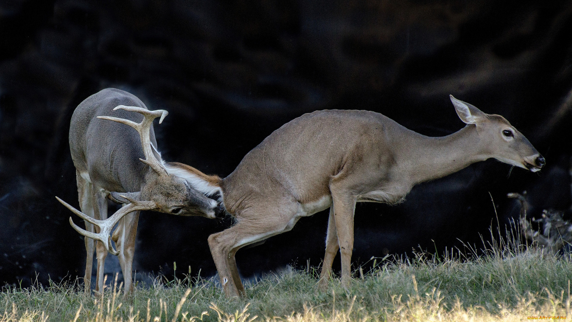 животные, олени