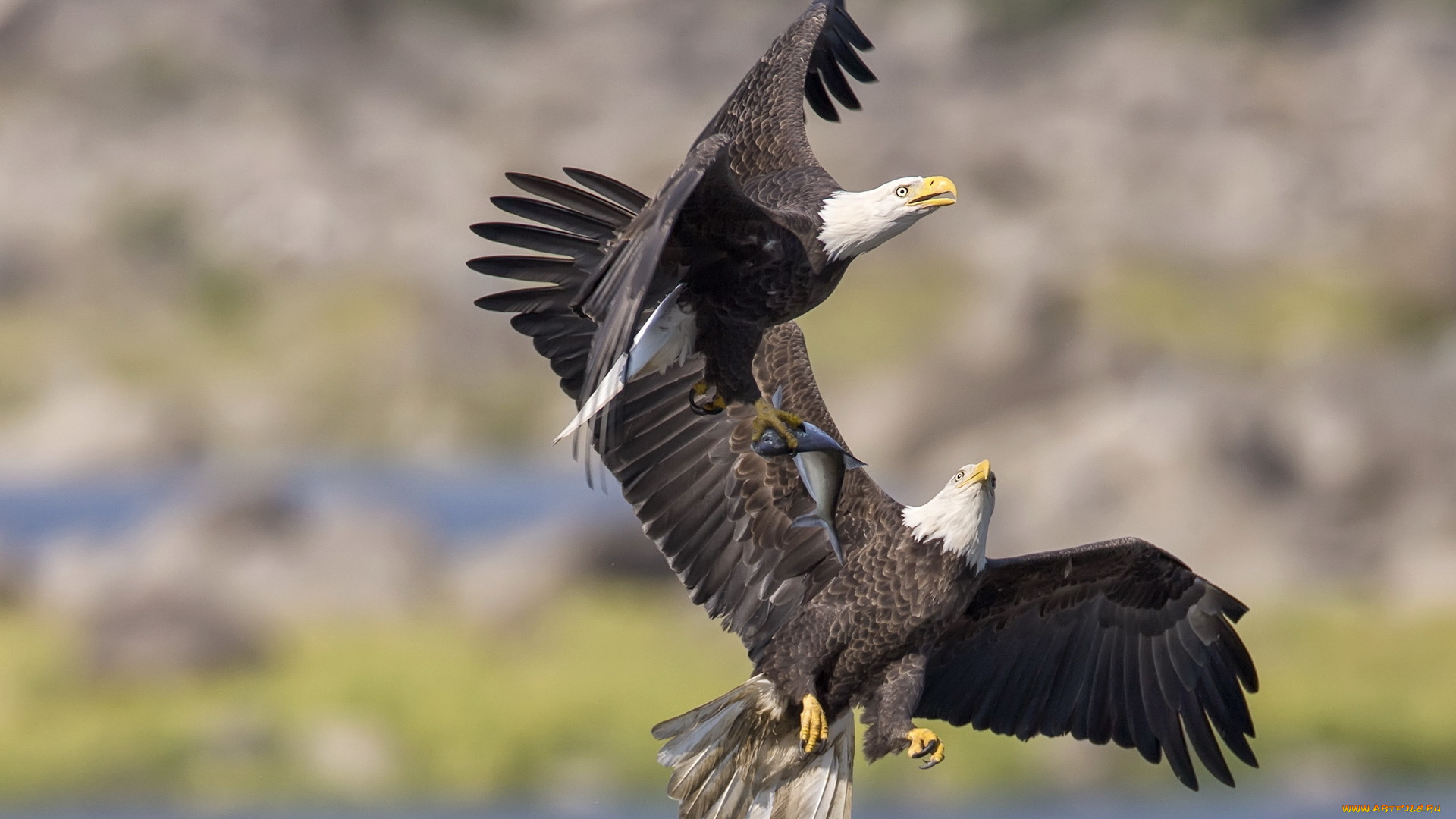 животные, птицы, хищники, полет, орлы