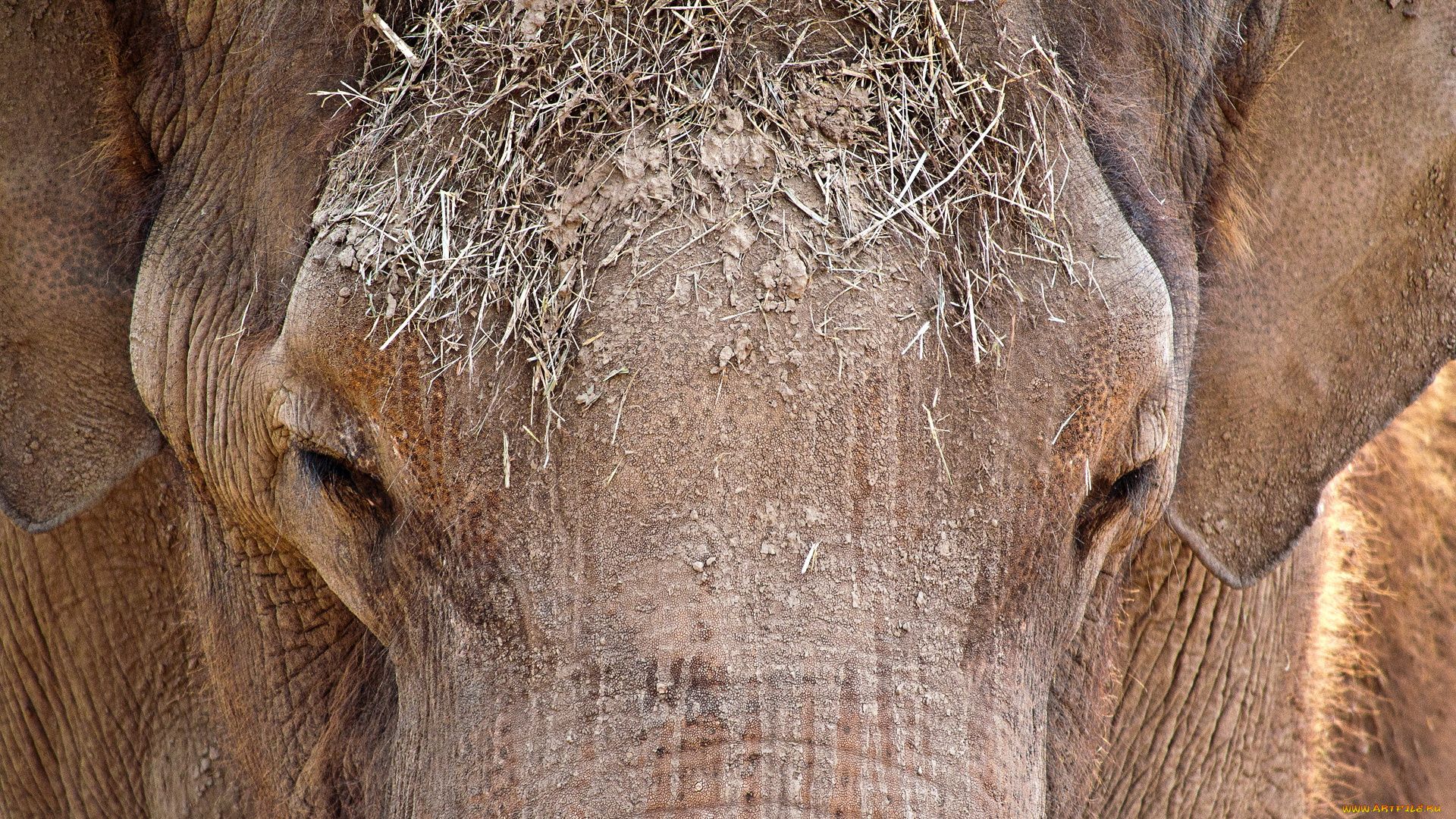животные, слоны, глаза, слон