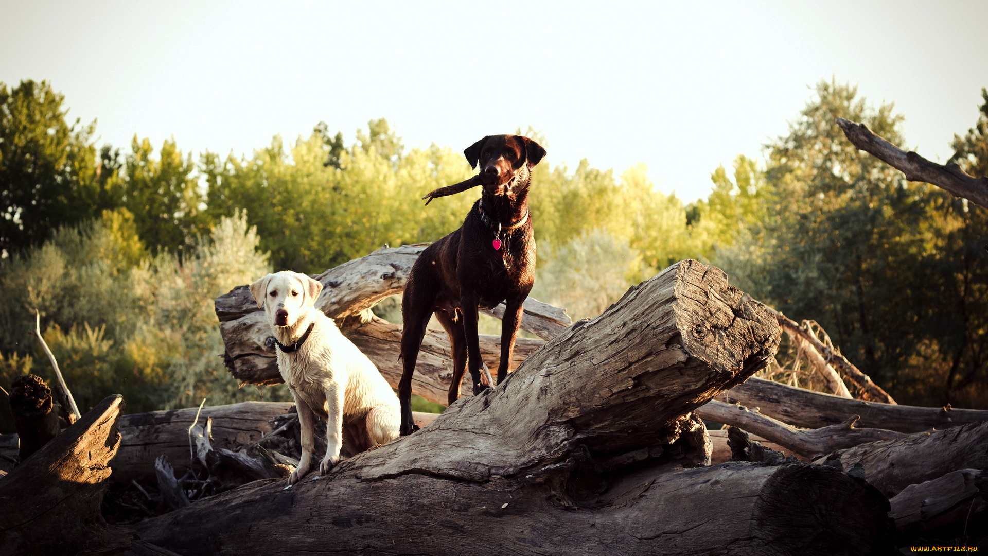 животные, собаки, коряги