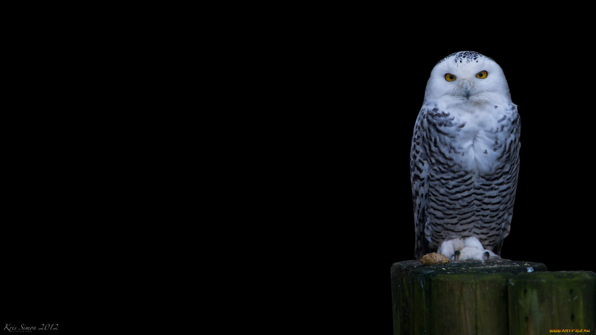 животные, совы, сова