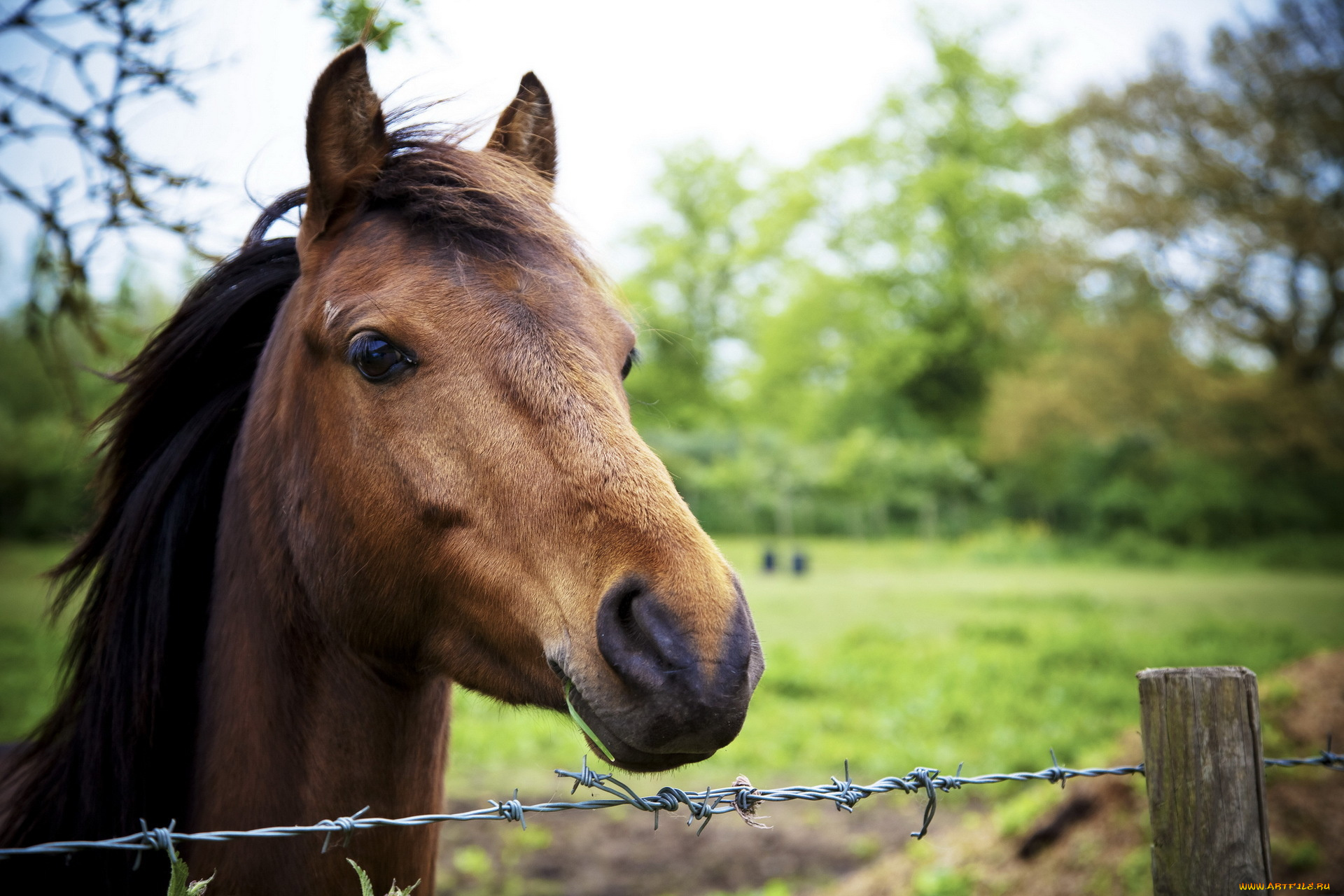 животные, лошади, конь, природа, фон