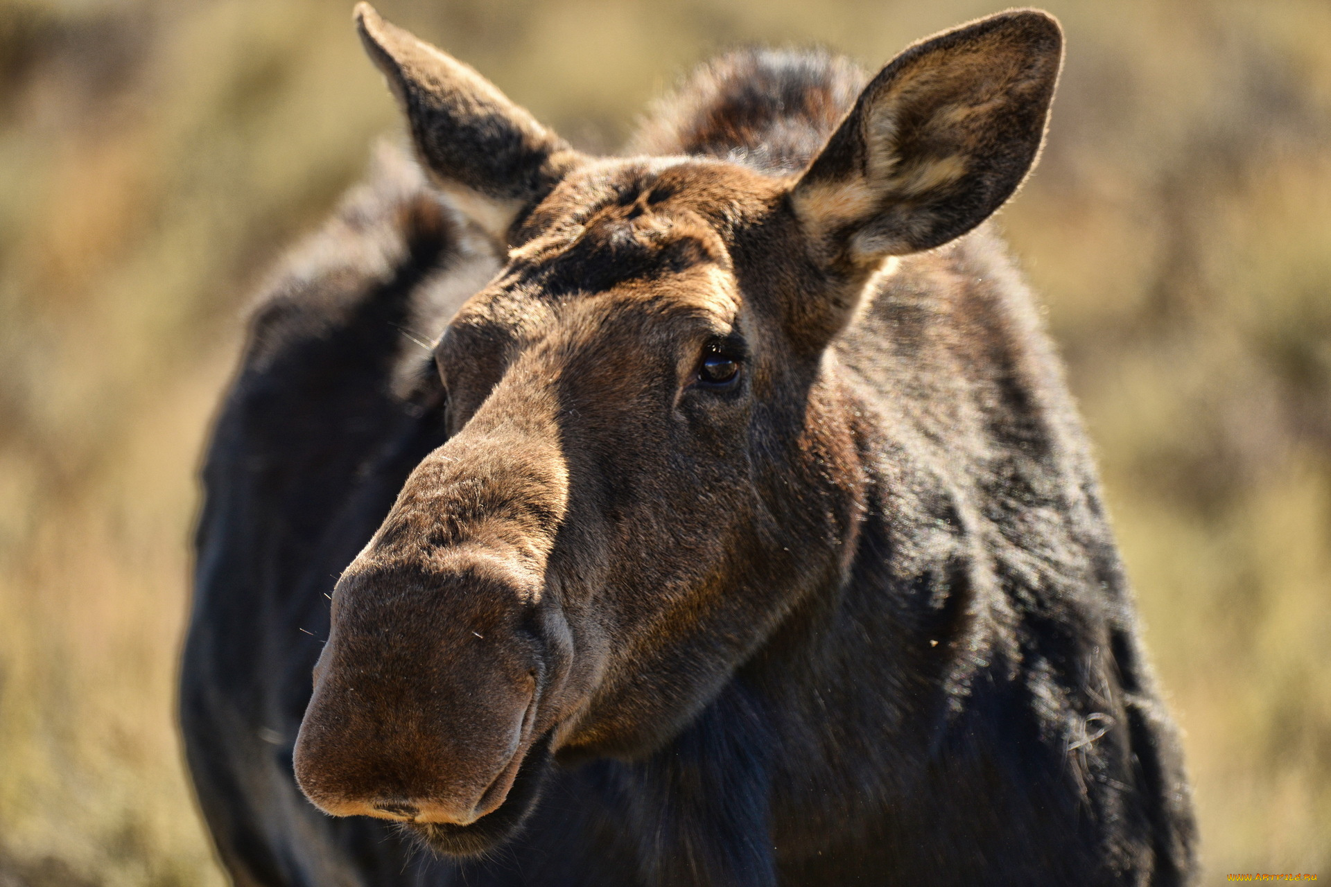 животные, лоси, макро, морда, лось