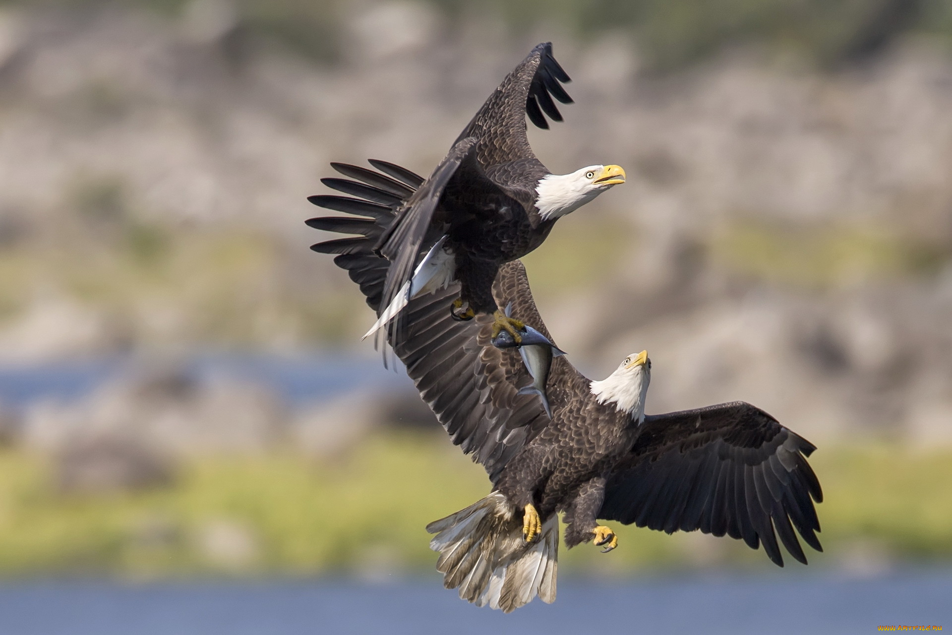 животные, птицы, хищники, полет, орлы