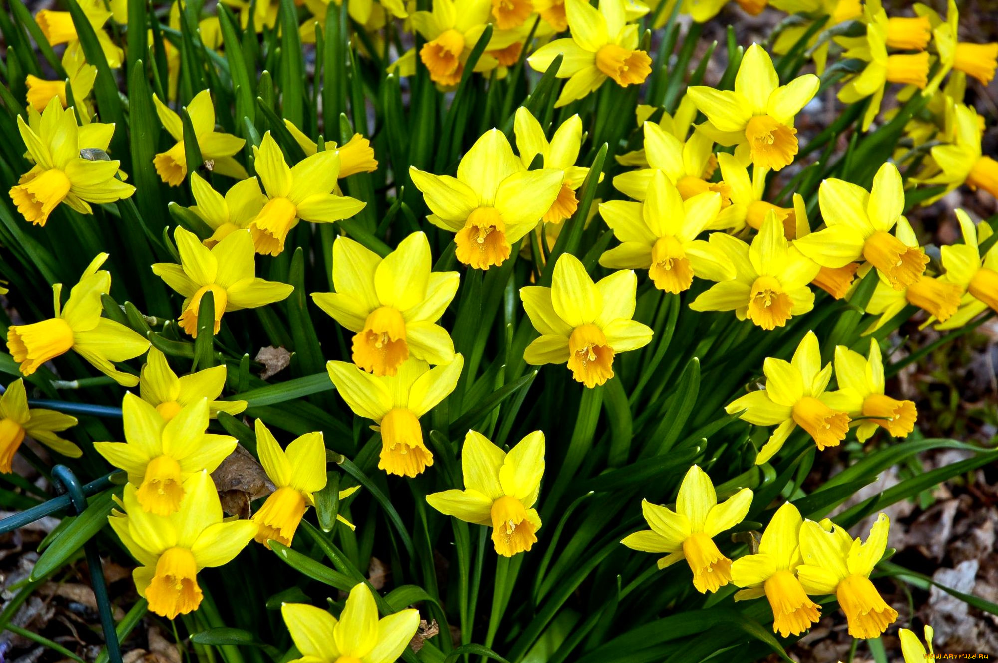 цветы, нарциссы, много, желтый