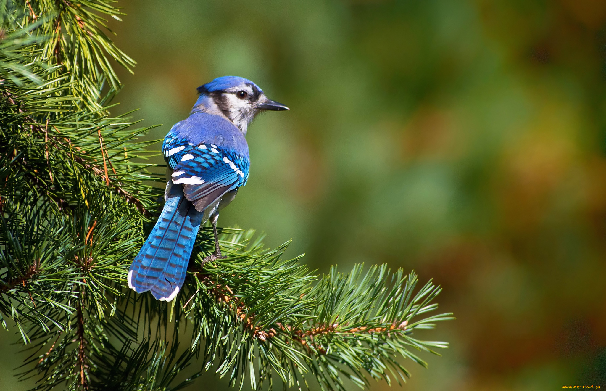 животные, сойки, хохолок, голубая, ветка