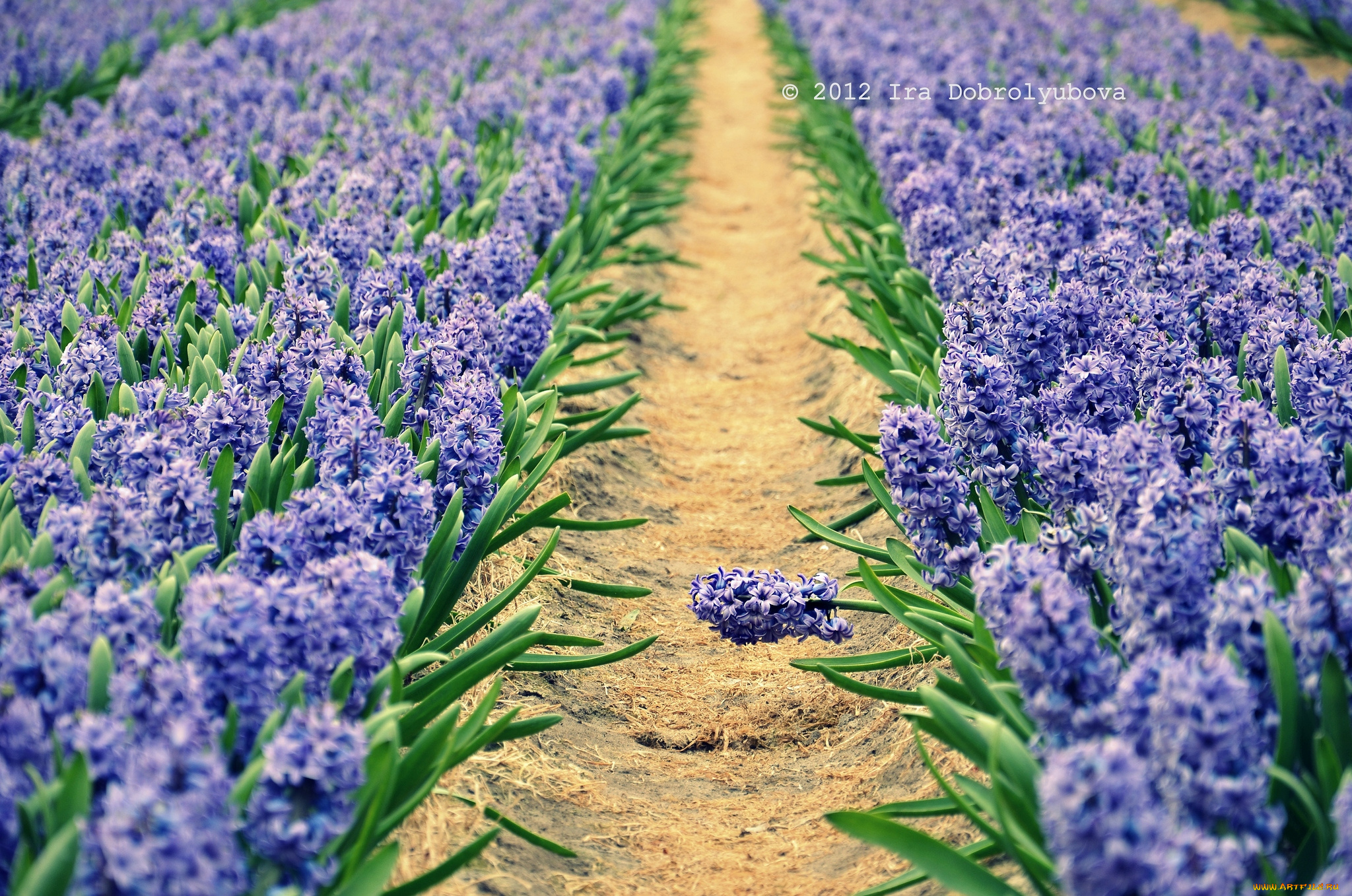 цветы, гиацинты, голубой, тропинка