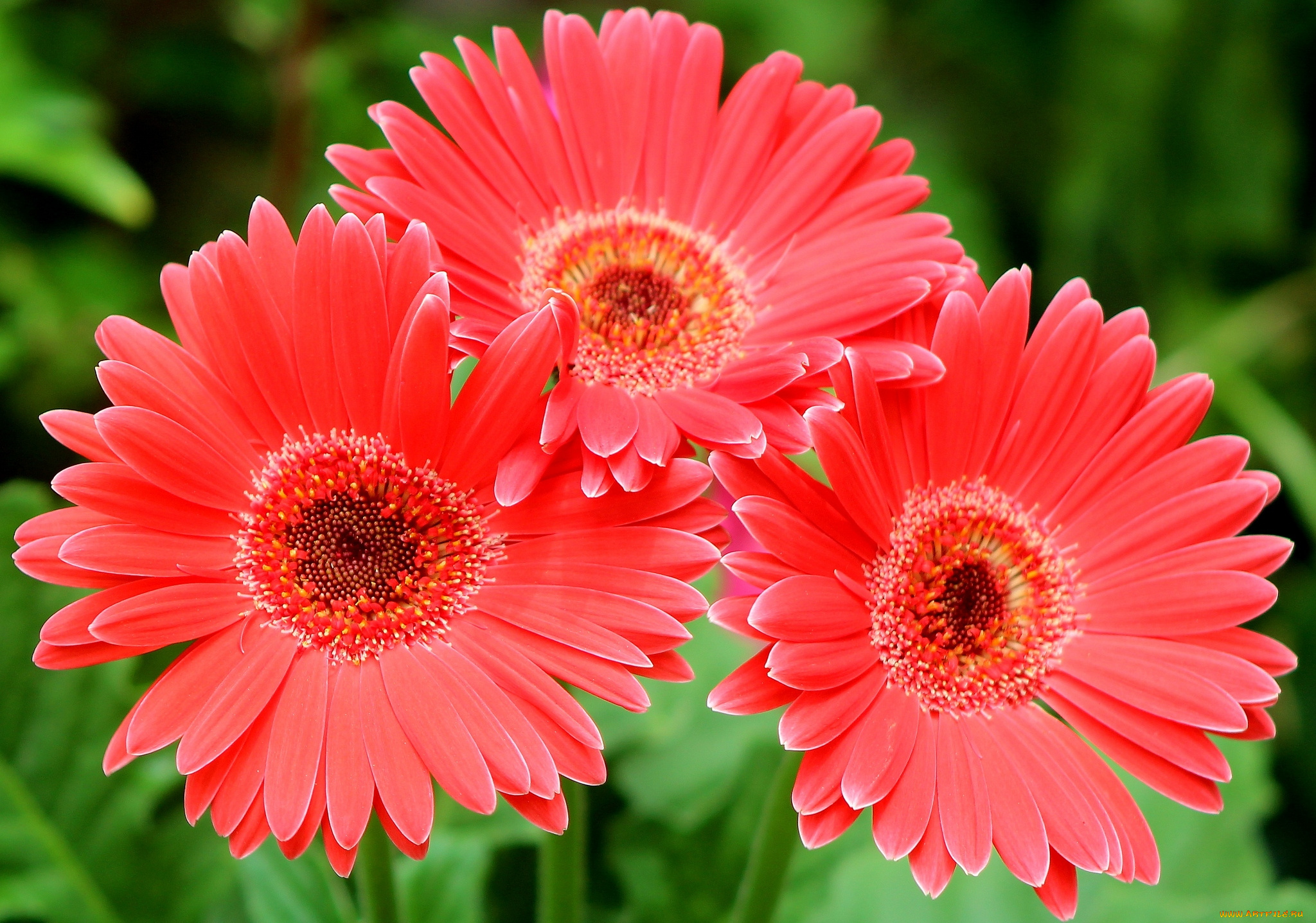 цветы, герберы, красный, трио