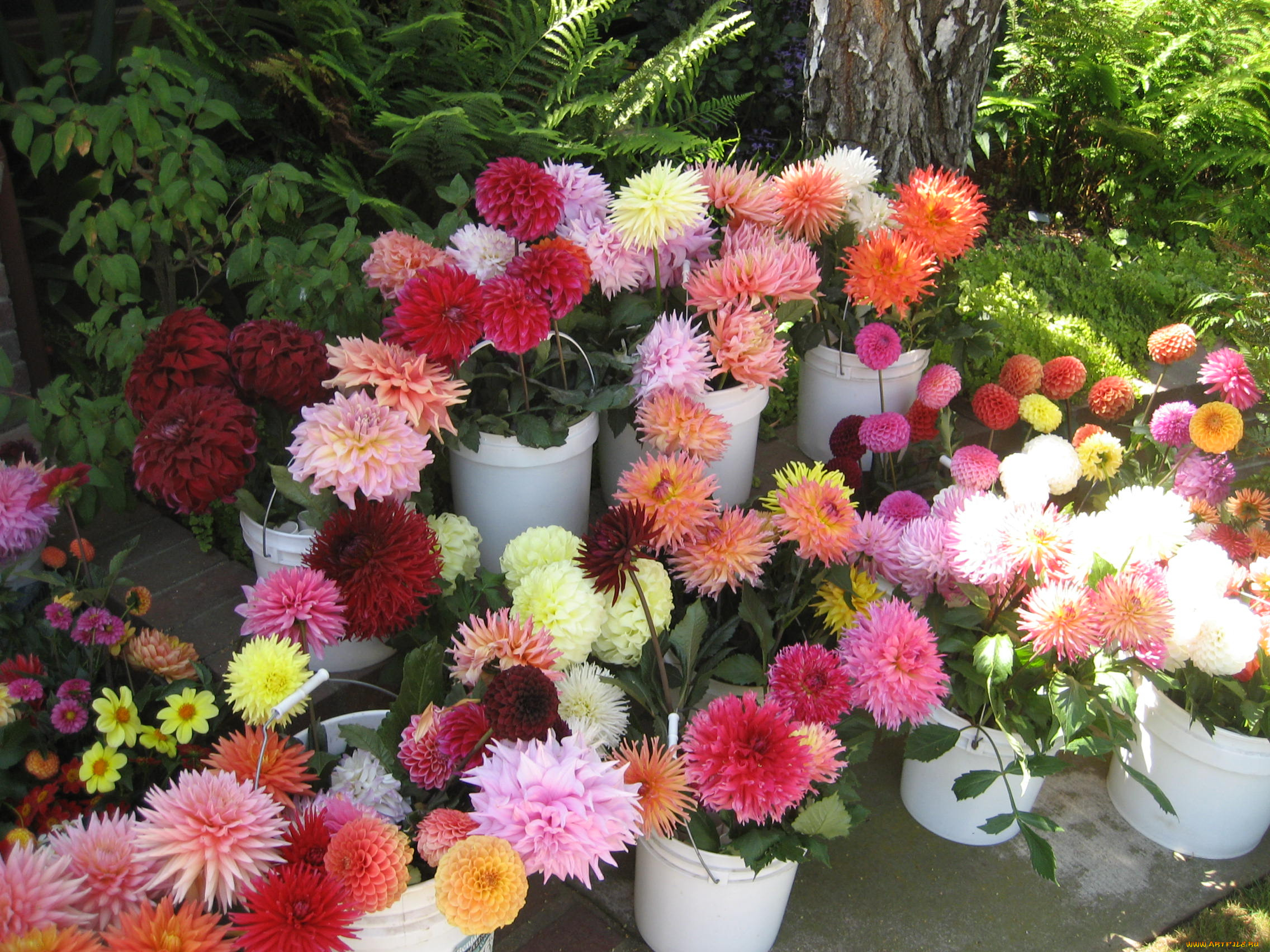 цветы, георгины