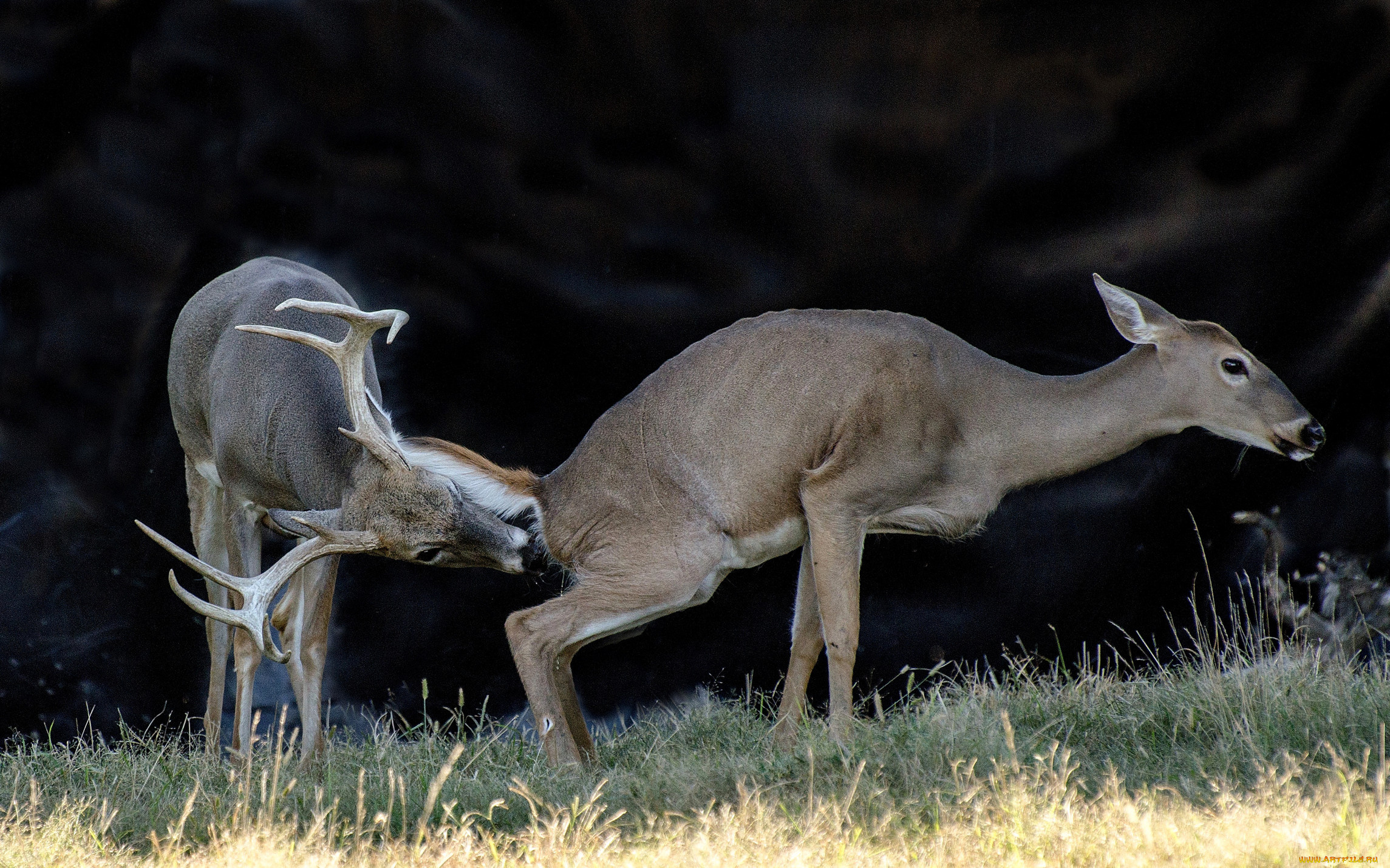 животные, олени