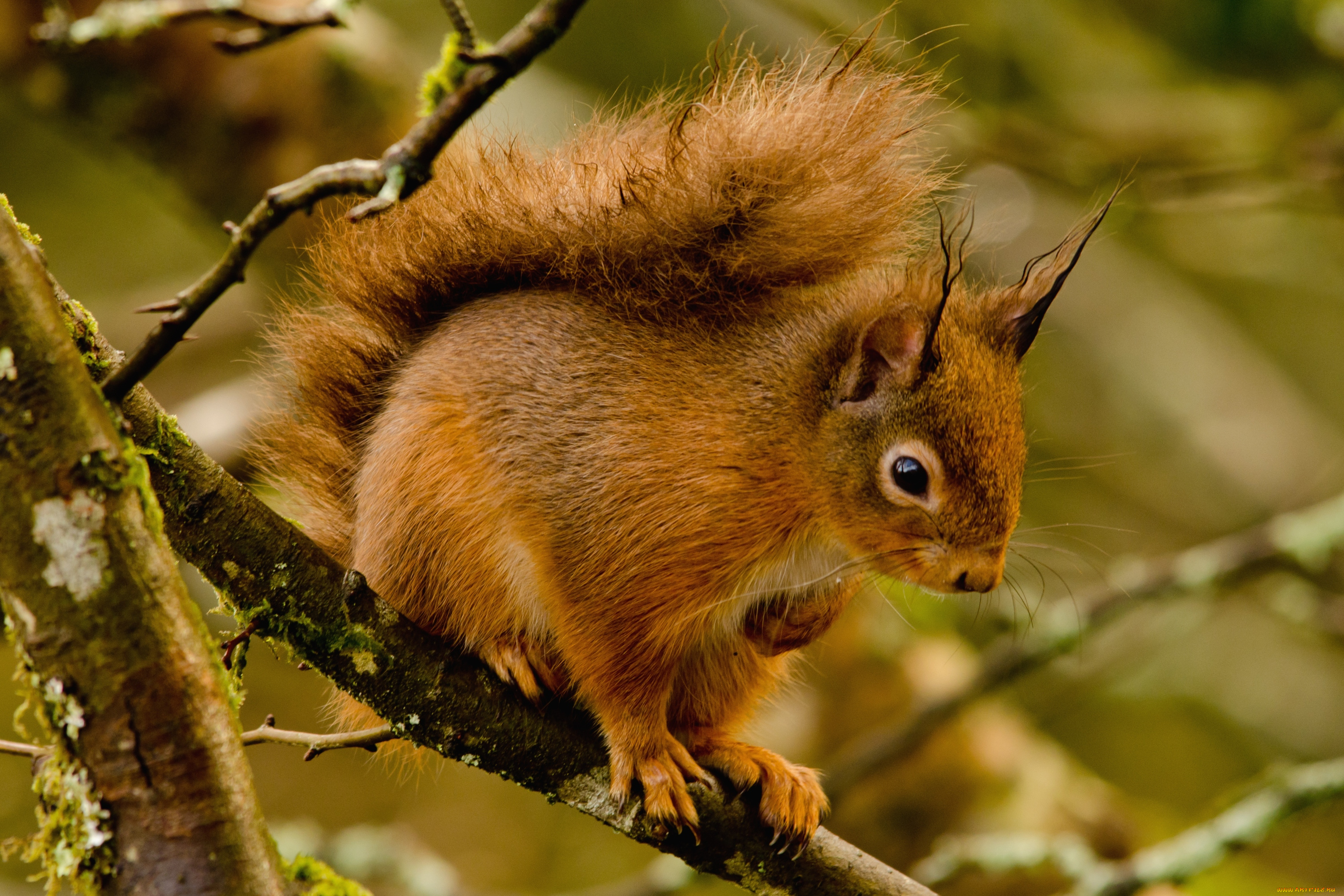 животные, белки, рыжая, хвост