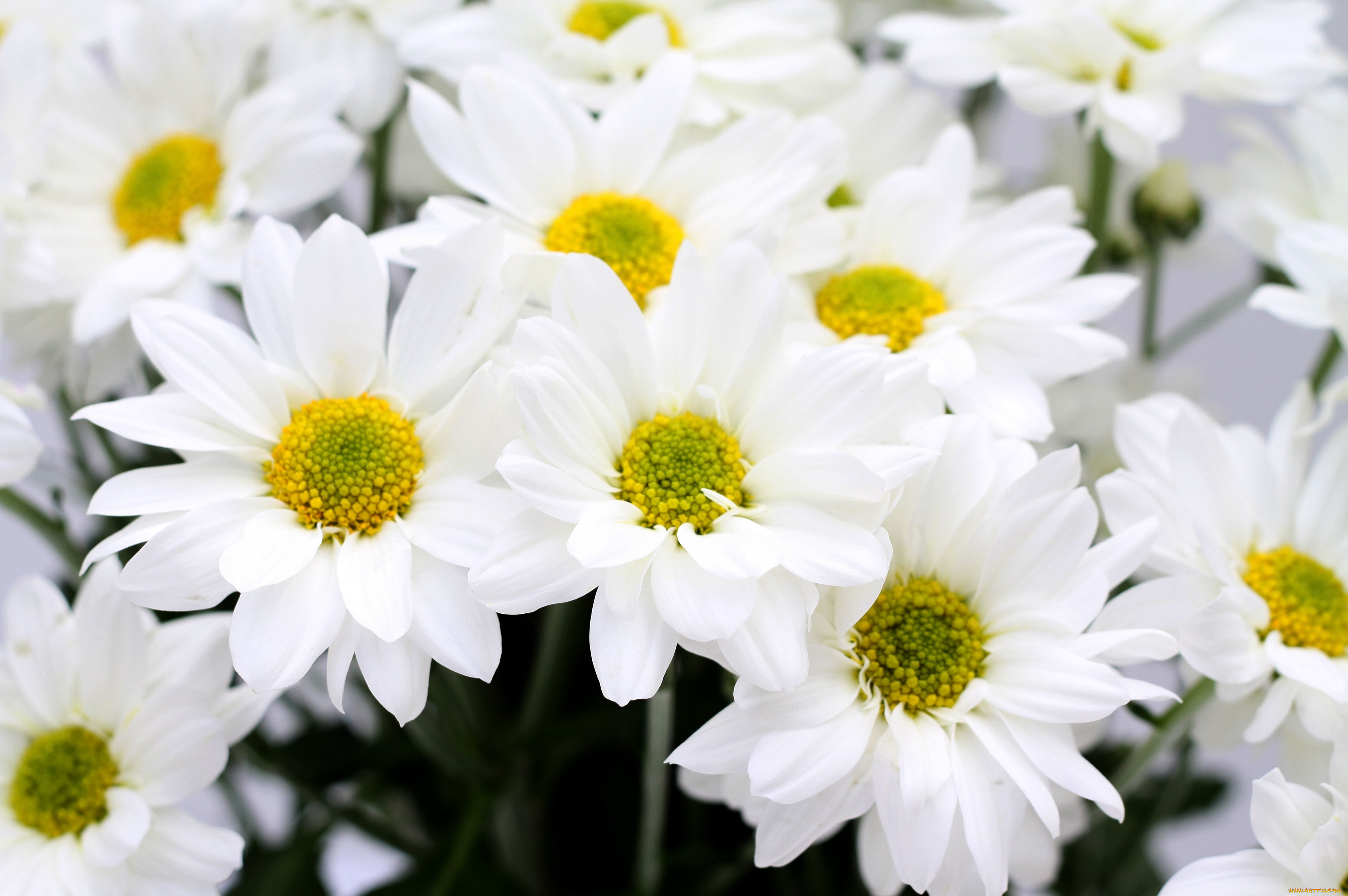 цветы, хризантемы, белый, лепестки