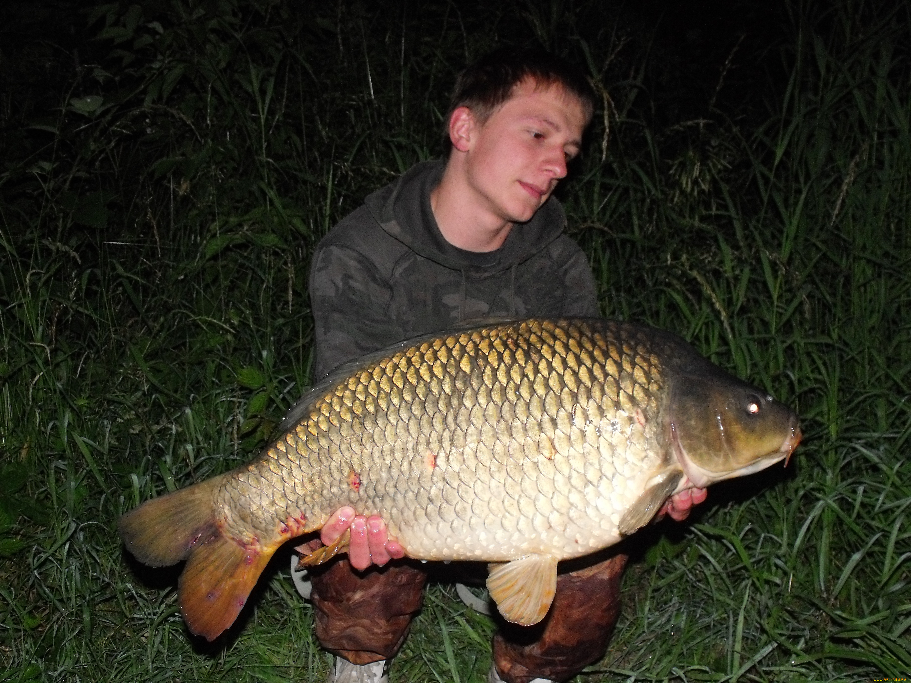 животные, рыбы, рыба, улов