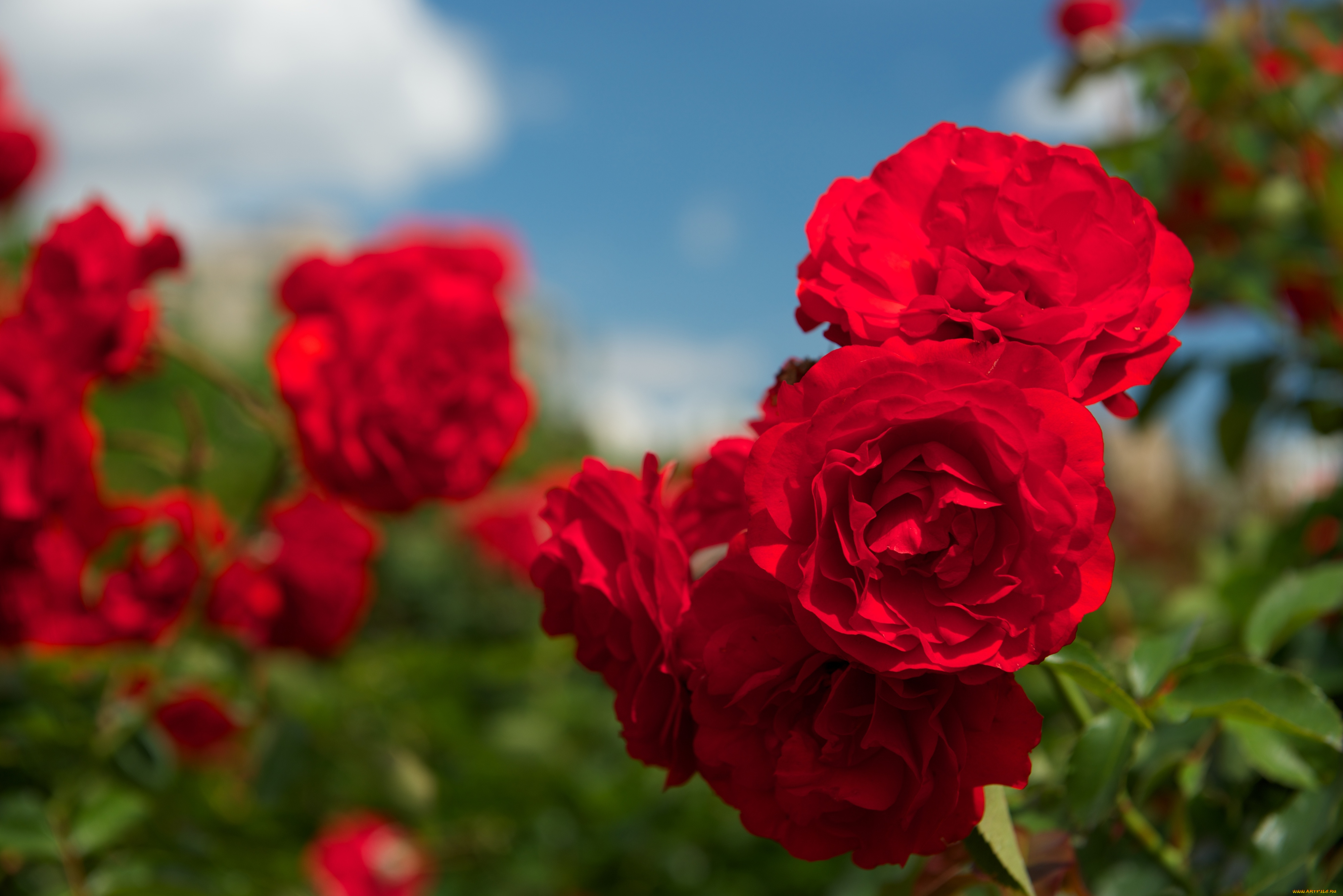 цветы, розы, красный