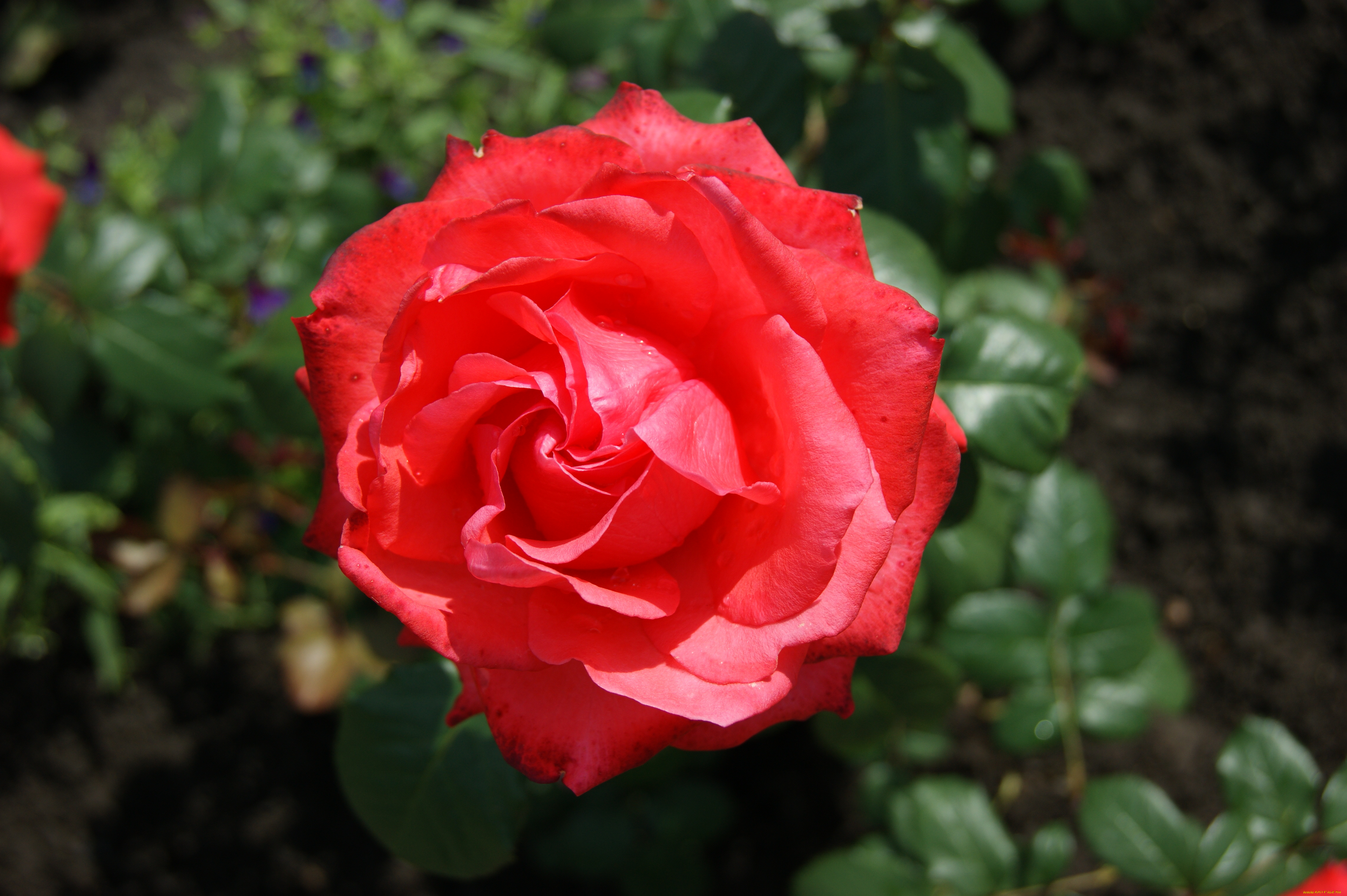 цветы, розы, зеленый, фон, цветок