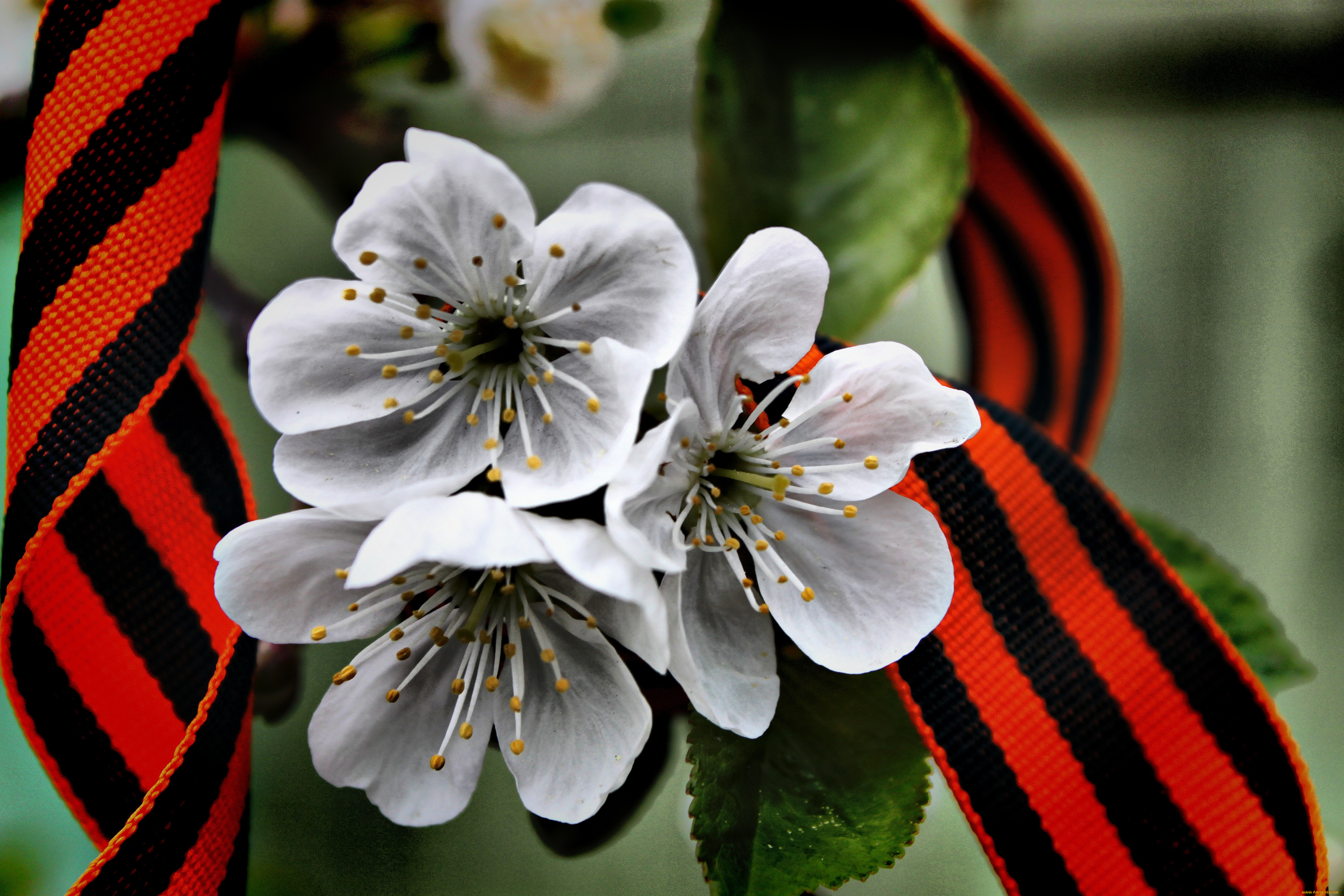 праздничные, день, победы, георгиевская, лента