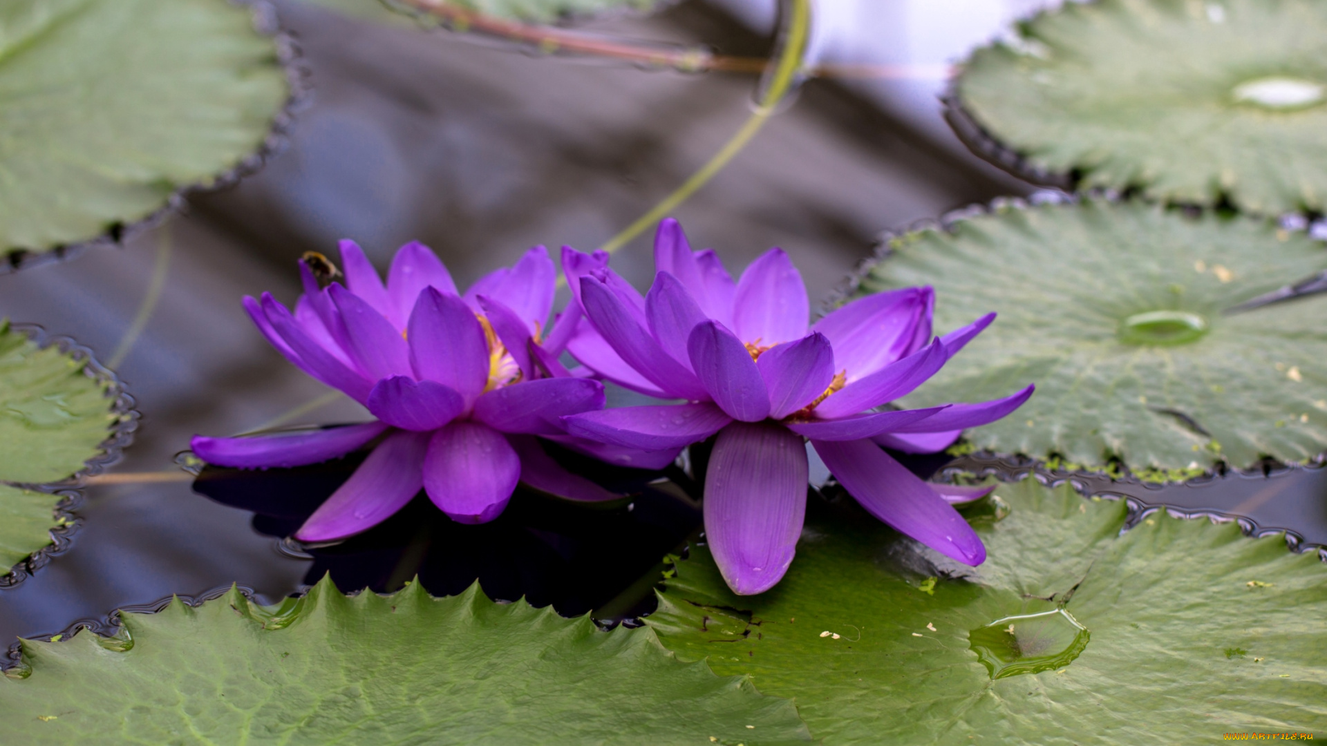 цветы, лилии, водяные, нимфеи, кувшинки, лиловый