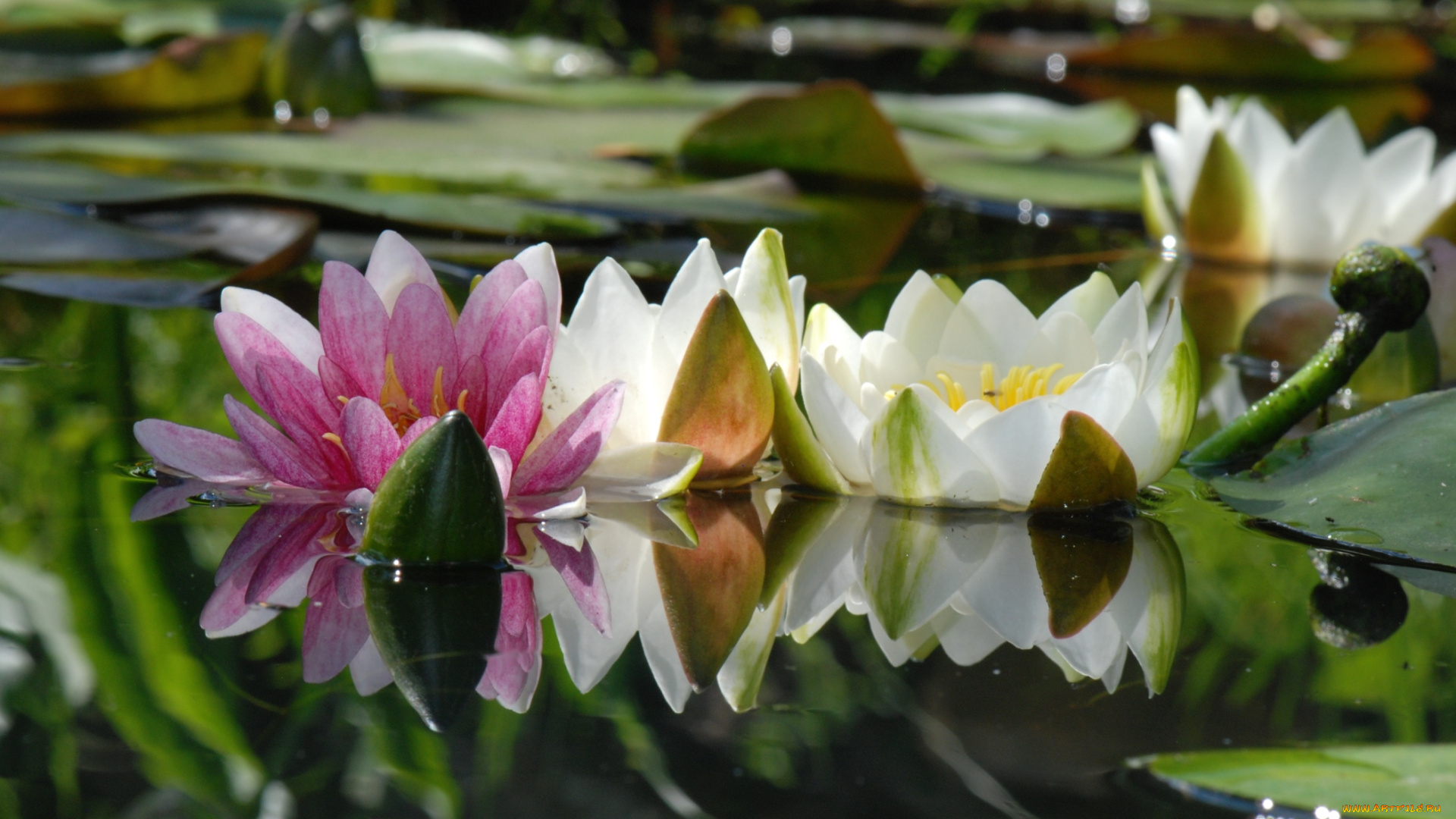 цветы, лилии, водяные, нимфеи, кувшинки, отражение, вода
