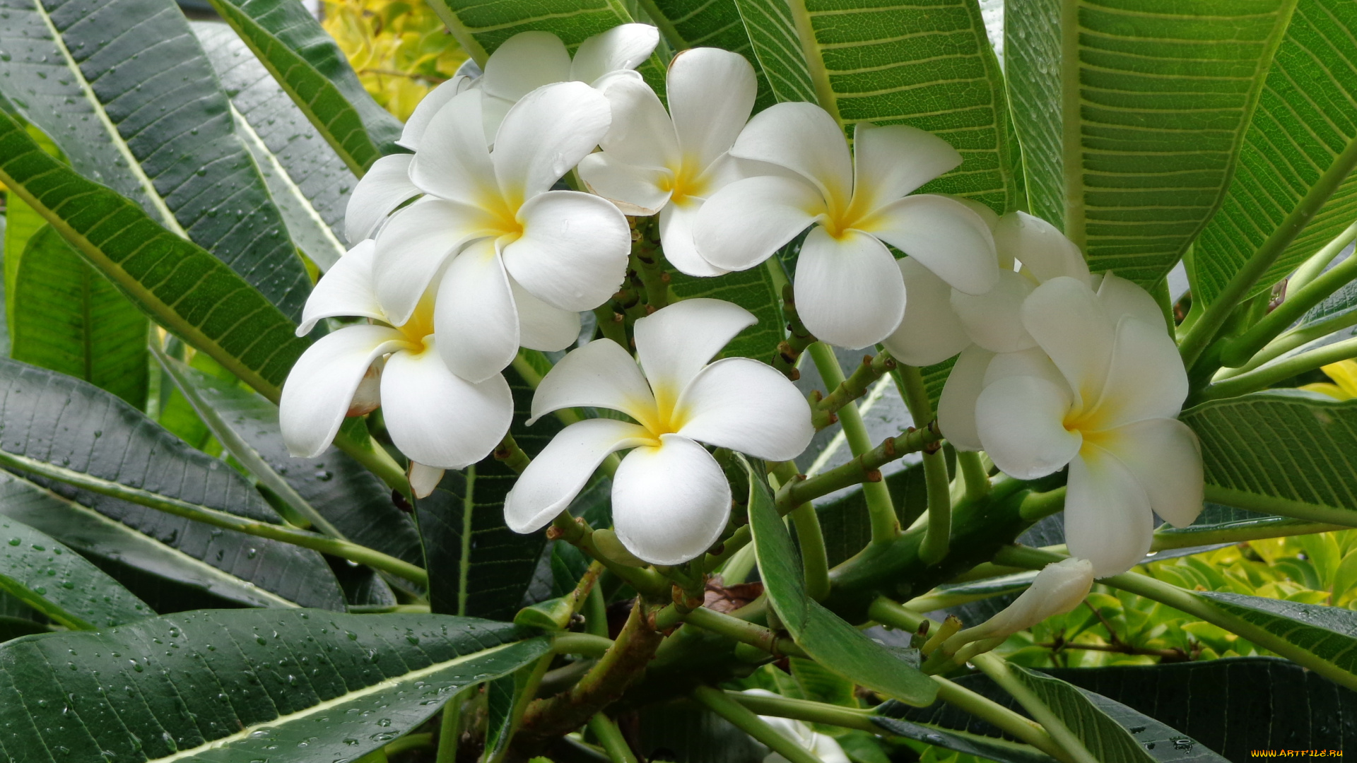 цветы, плюмерия, плумерия, белая