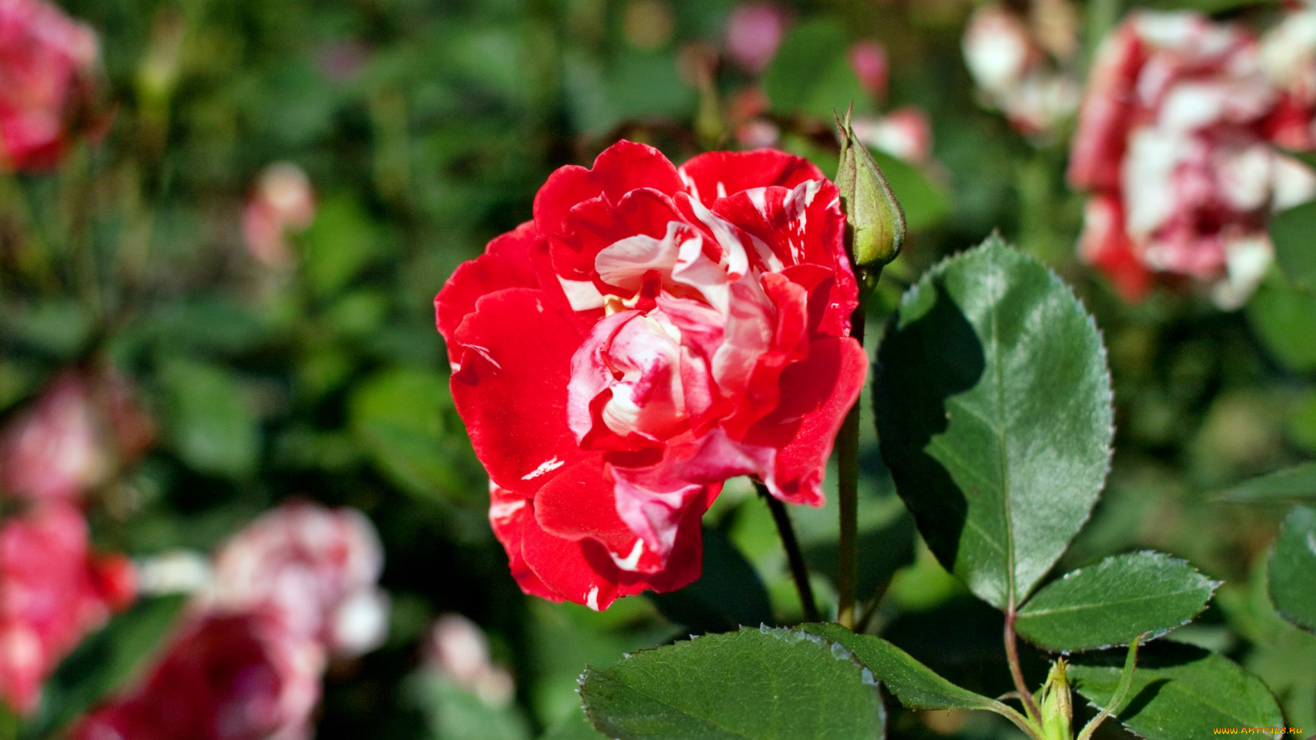 цветы, розы, бутон, роза, лепестки