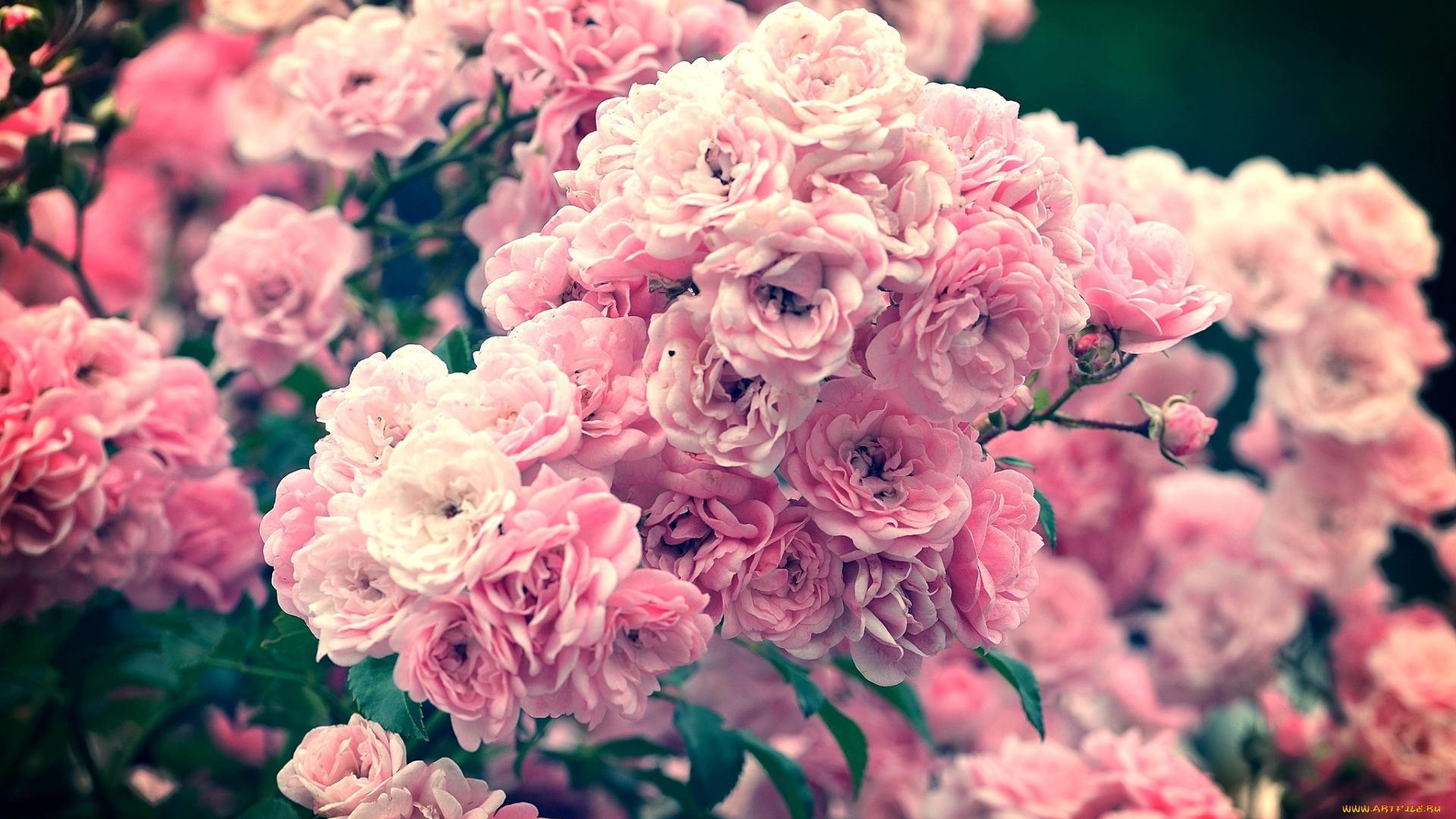 цветы, розы, куст