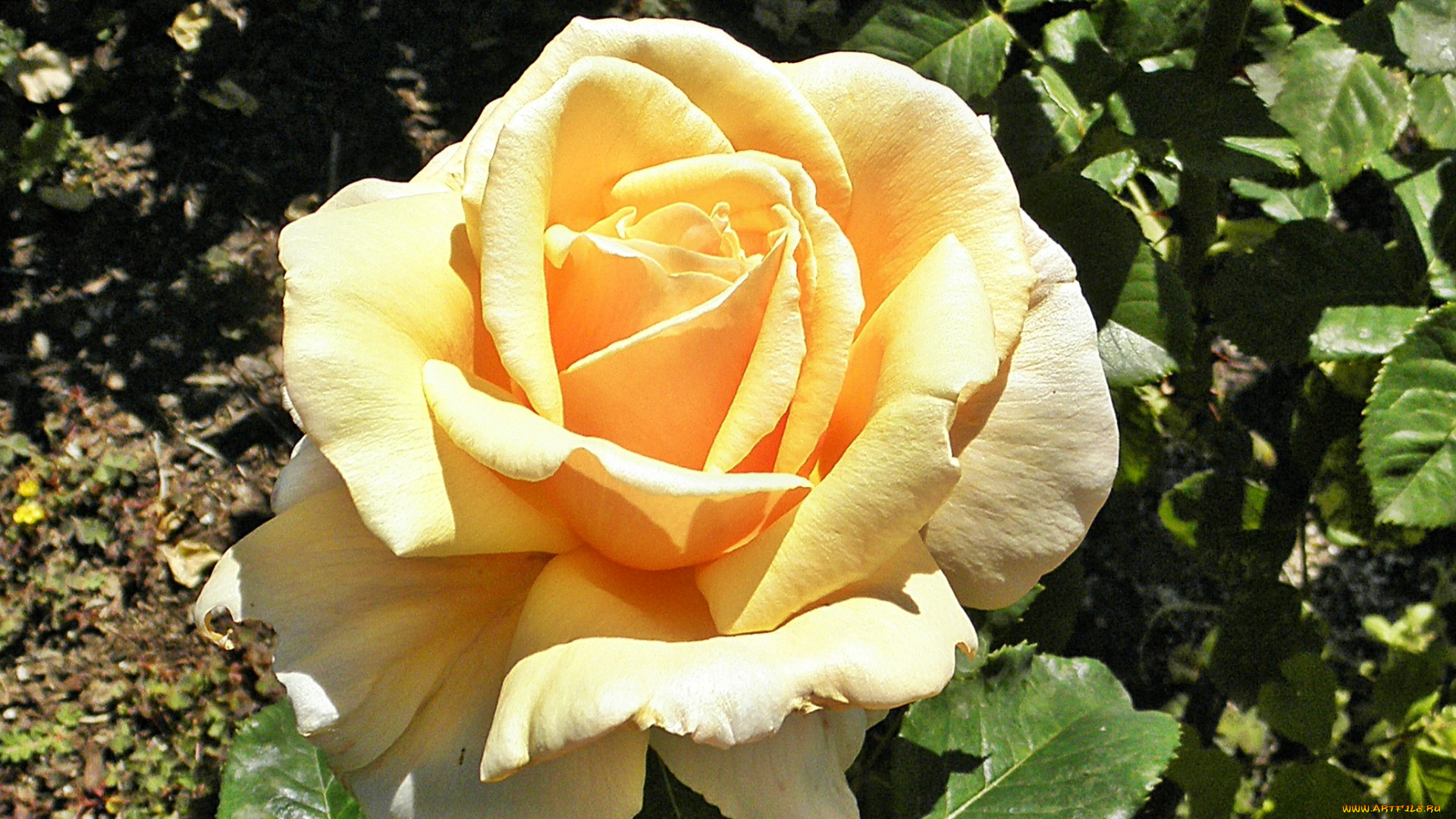 цветы, розы, лепестки, бутон, роза