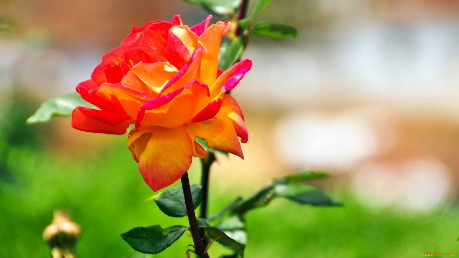 цветы, розы, лепестки, бутон, роза