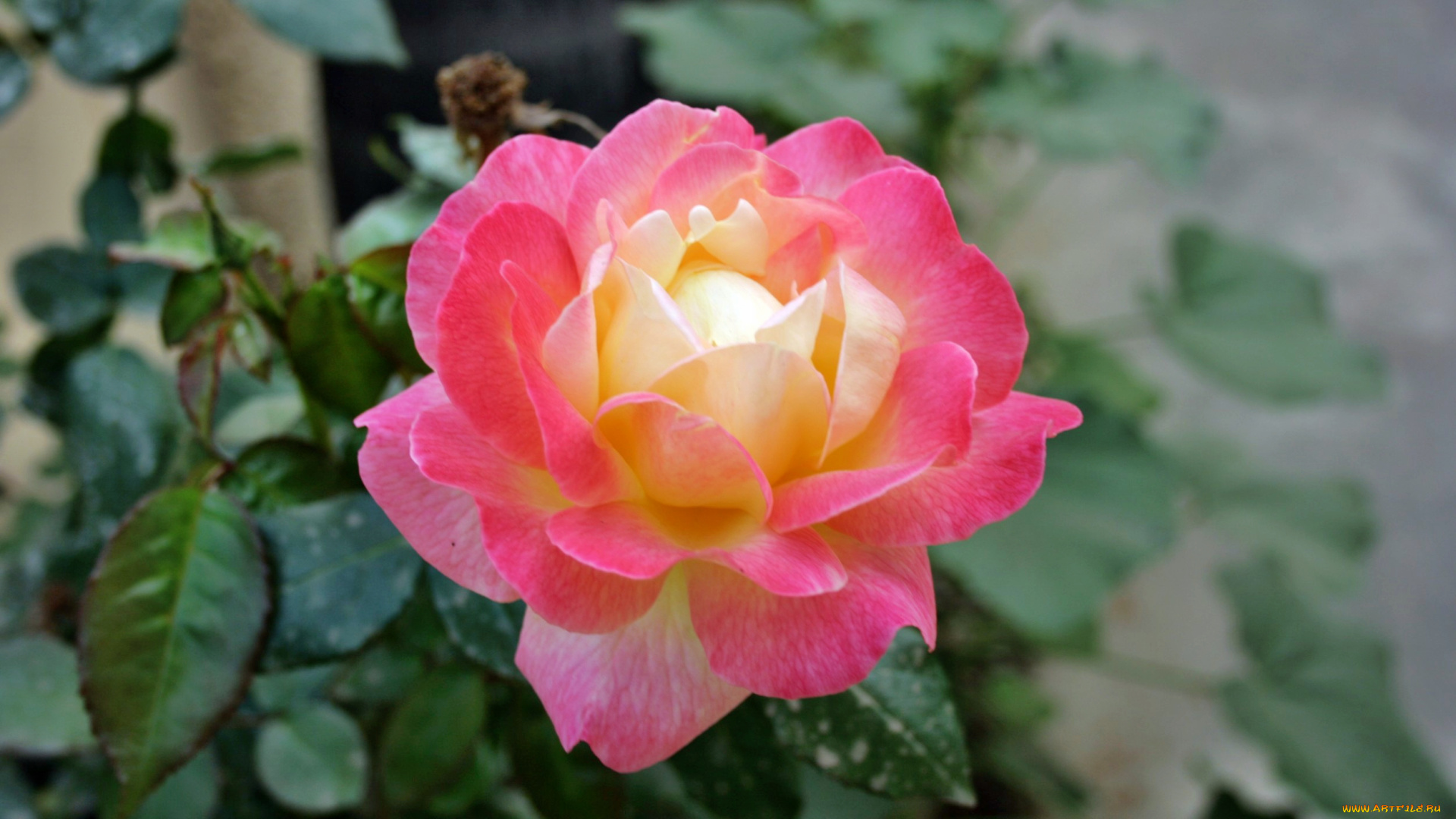 цветы, розы, лепестки, бутон, роза