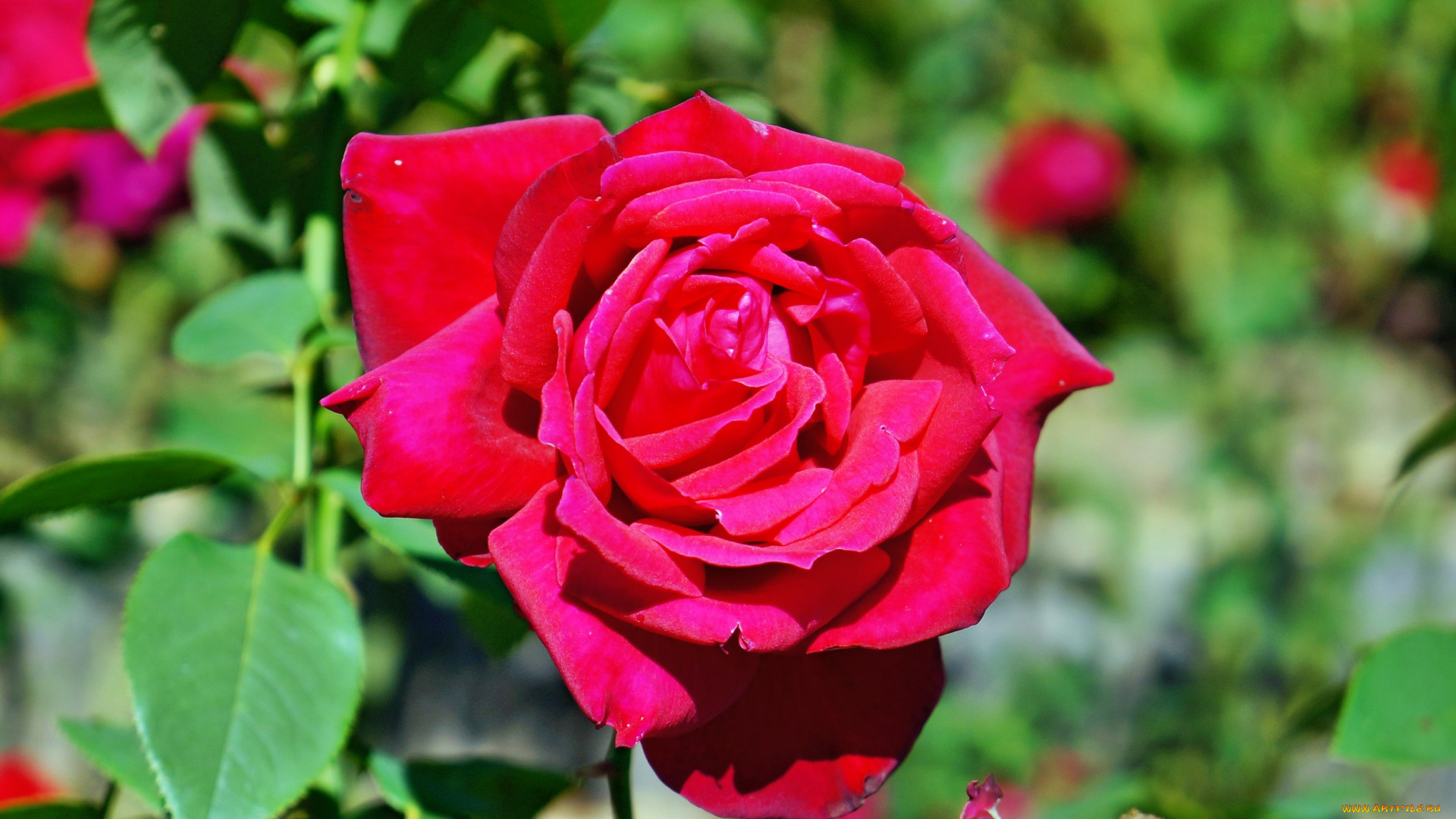 цветы, розы, лепестки, бутон, роза