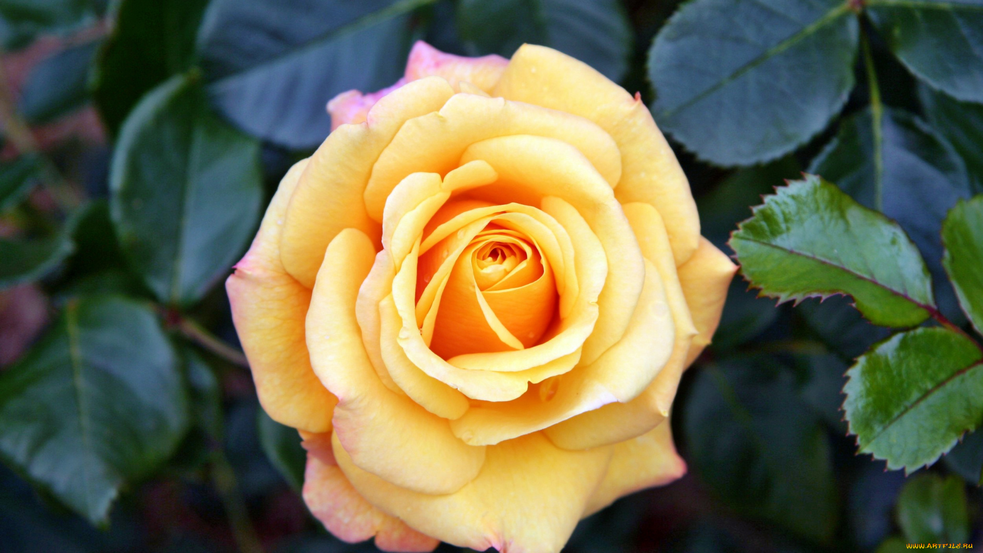 цветы, розы, лепестки, бутон, роза