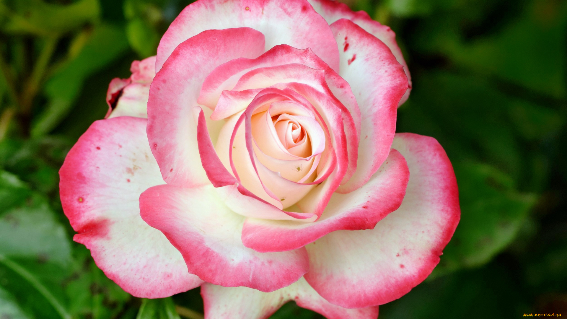 цветы, розы, лепестки, бутон, роза