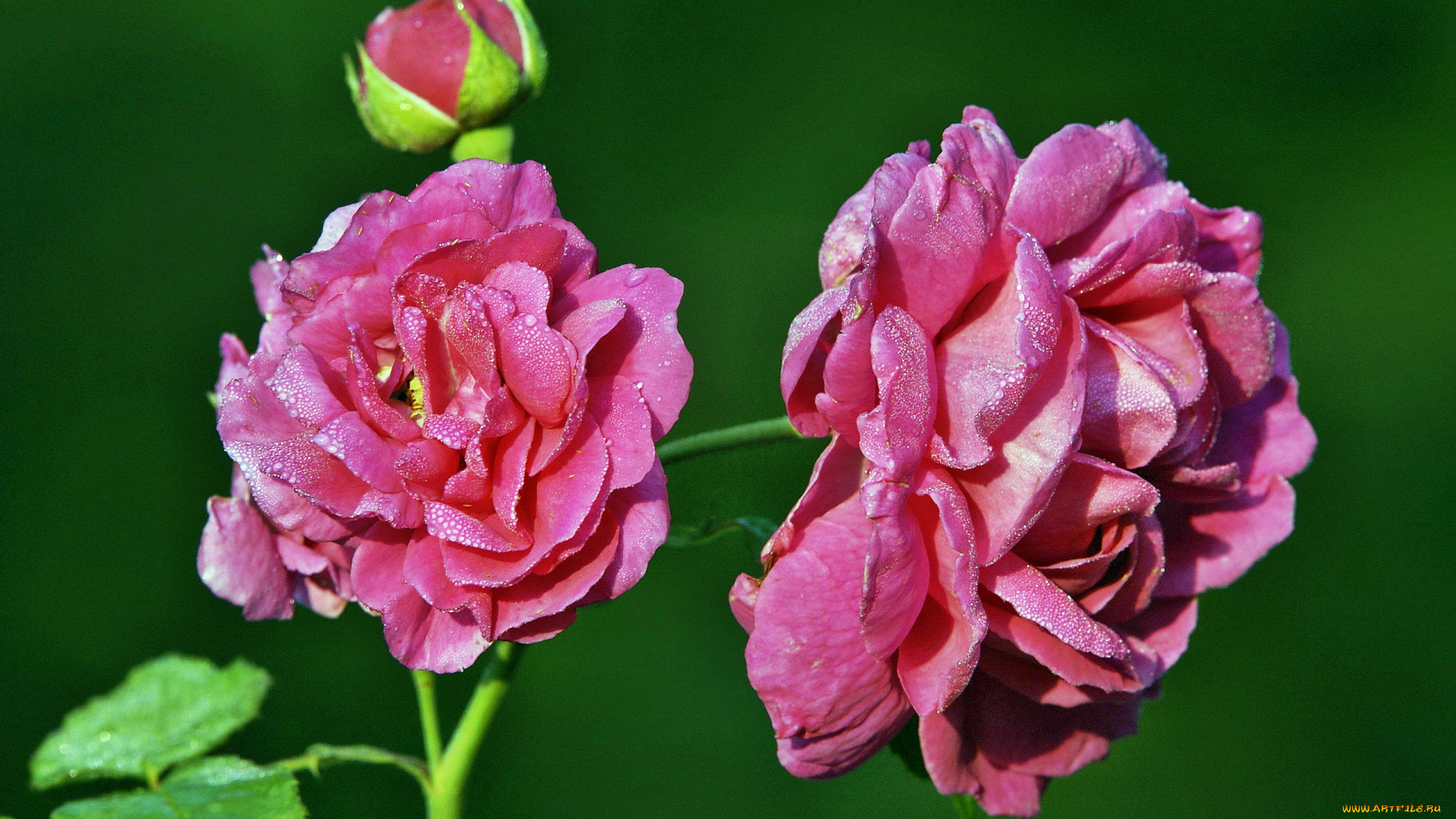 цветы, розы, роза, бутон, лепестки