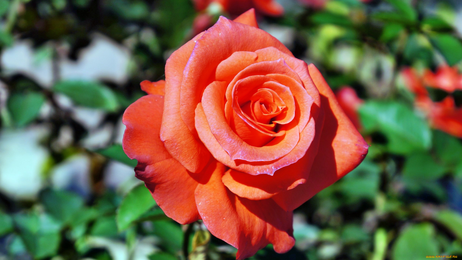 цветы, розы, роза, бутон, лепестки