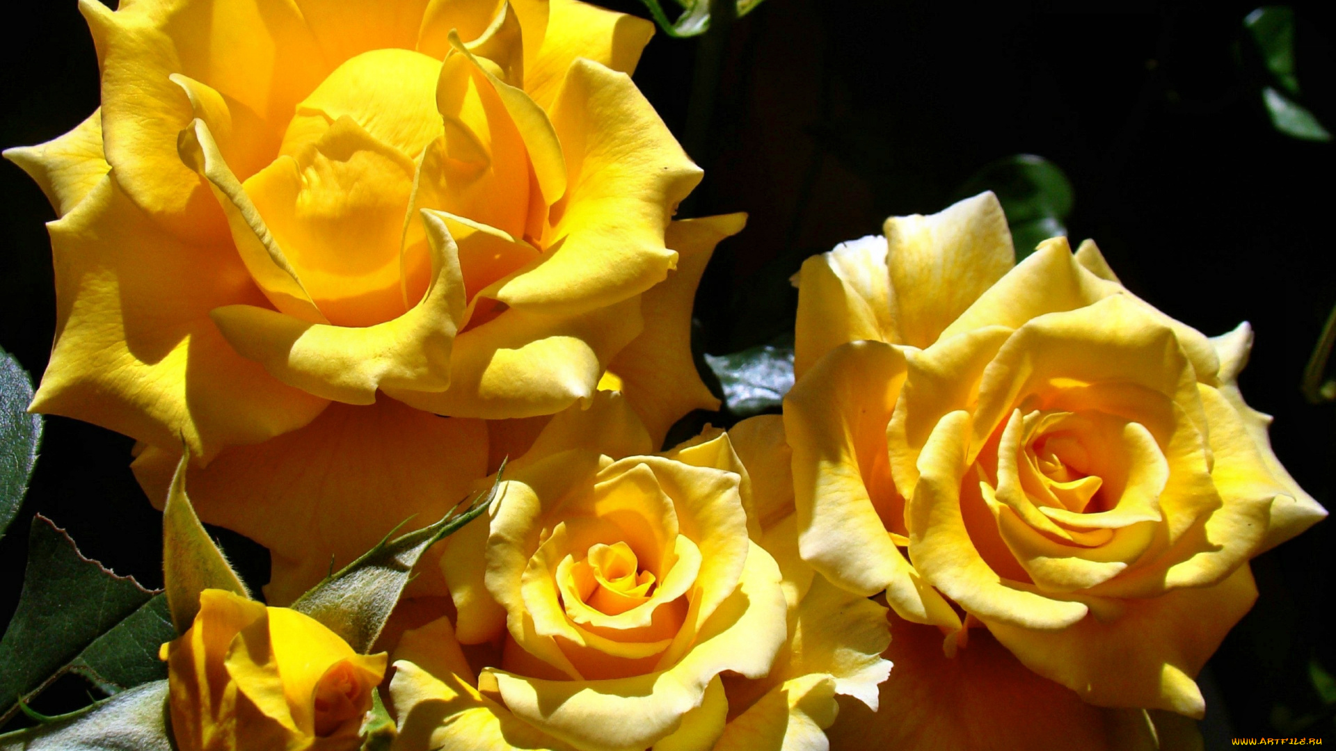 цветы, розы, роза, лепестки, бутон