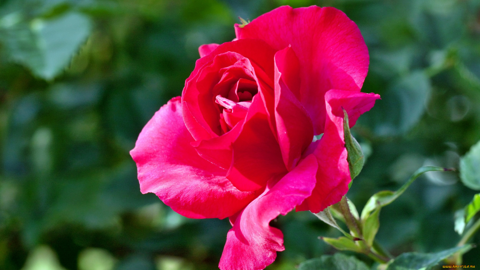 цветы, розы, роза, лепестки, бутон