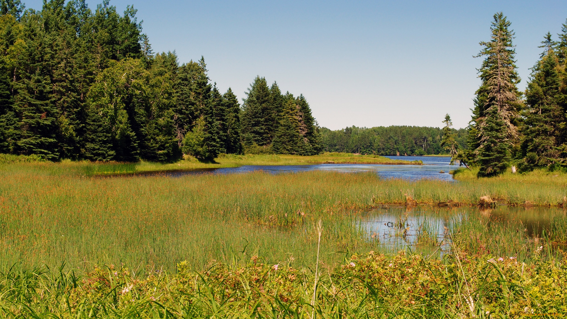 природа, луга, луг